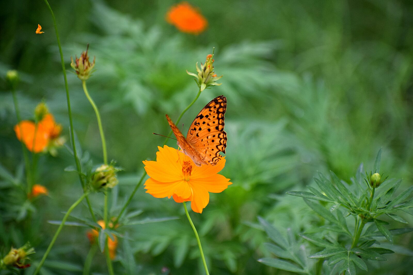 Nikon D3300 sample photo. Nature, flora, butterfly photography