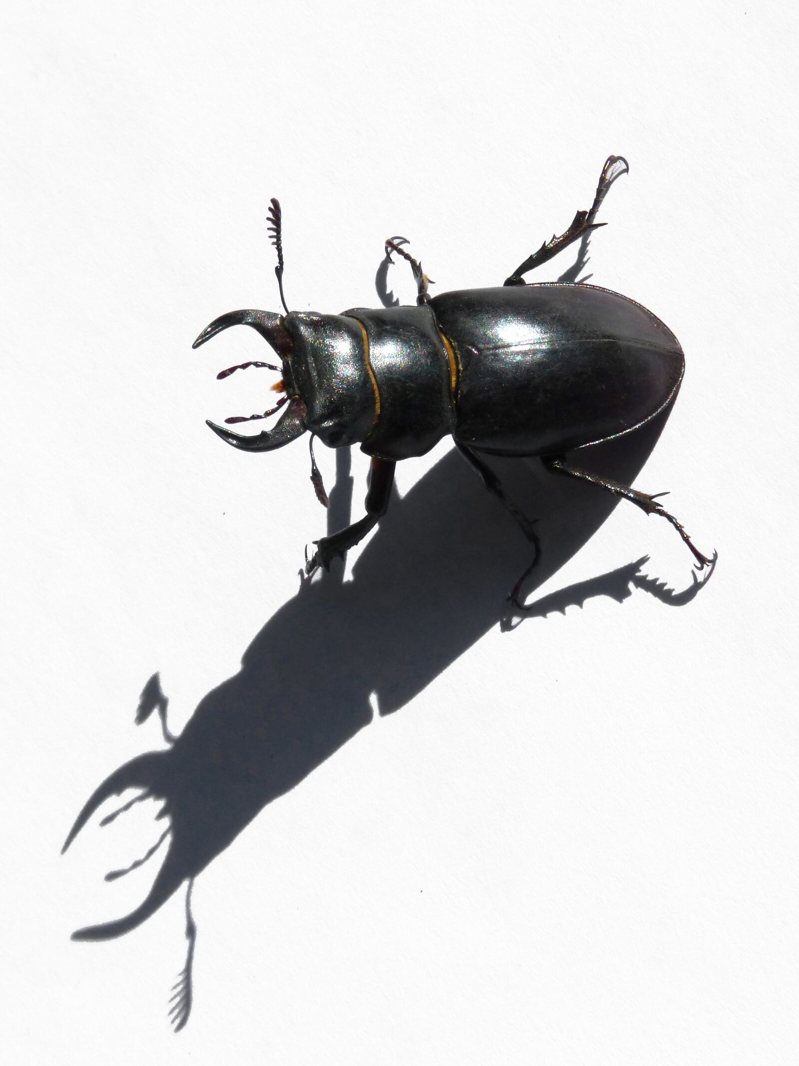 Panasonic DMC-FZ62 sample photo. Beetle, lucanus cervus, stag-beetle photography