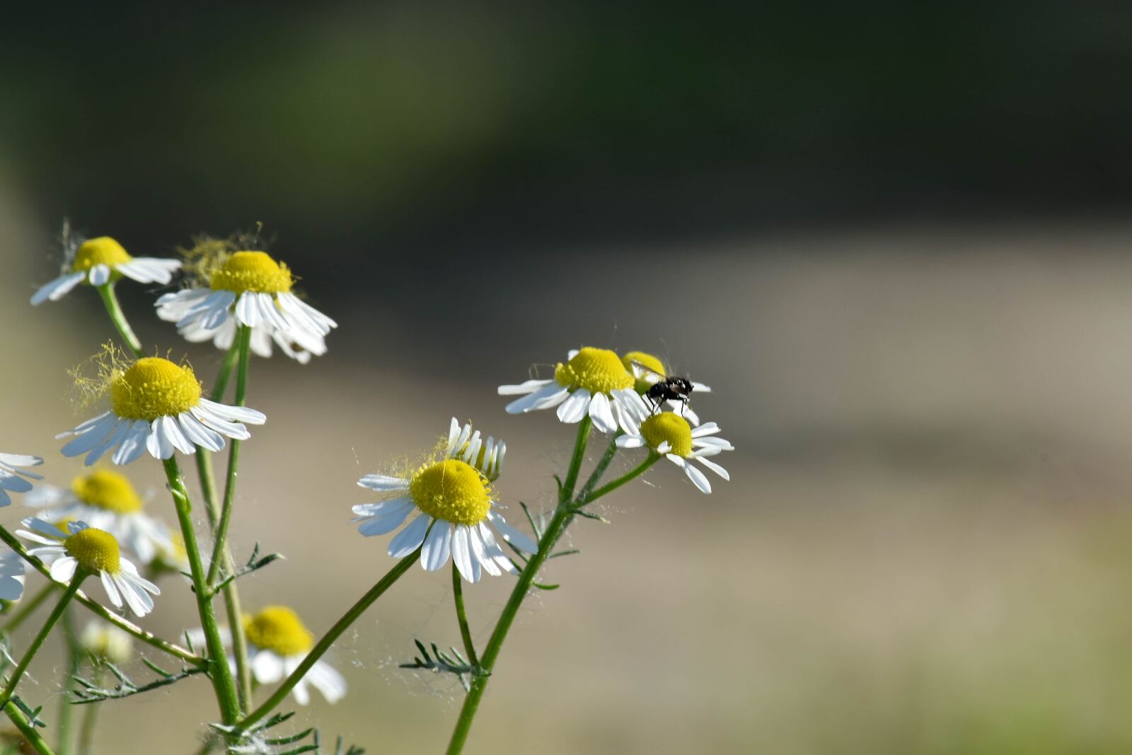 Nikon D5500 sample photo. Beautiful flowers, chamomile, insect photography
