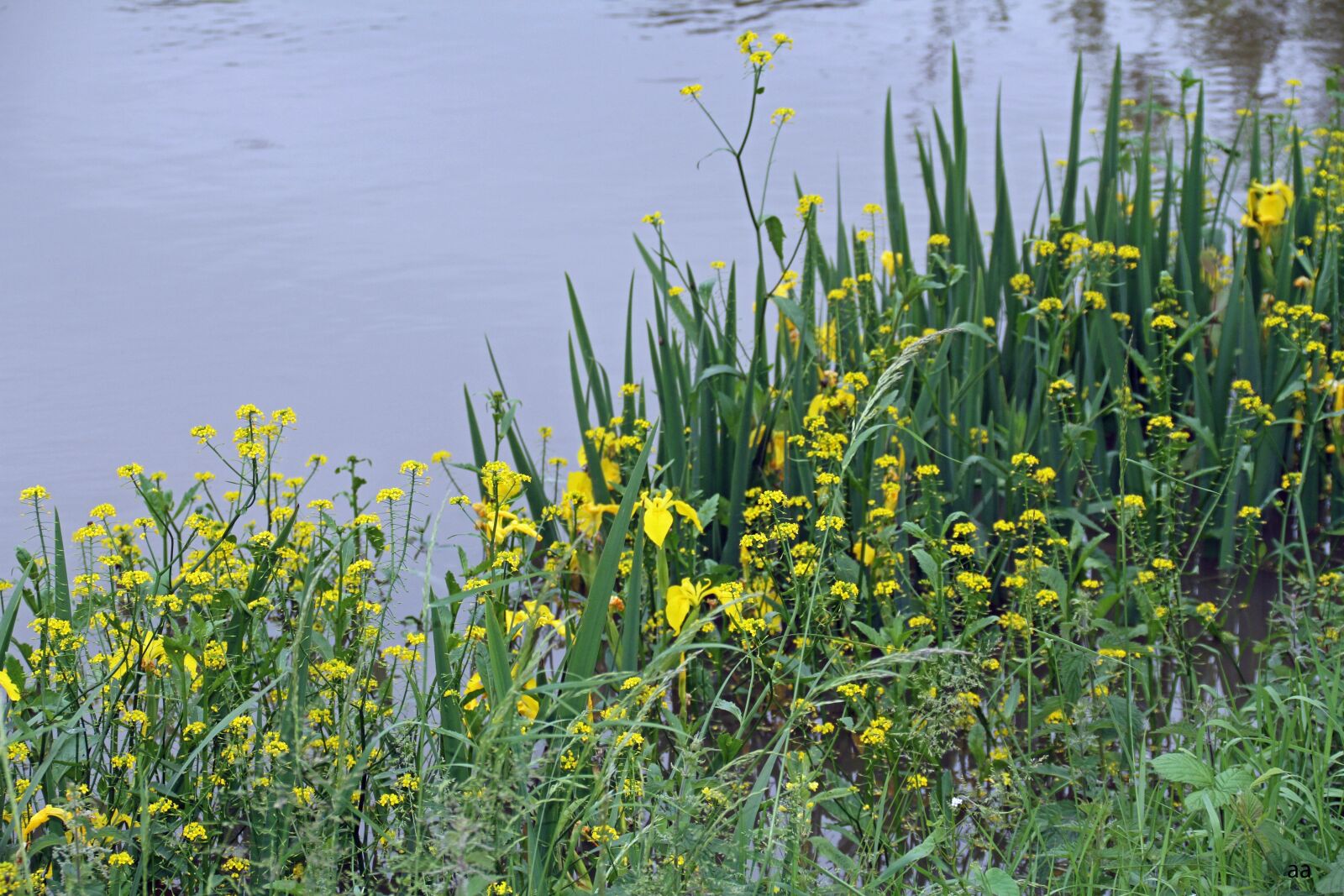 Canon EOS 7D sample photo. Flowers, yellow, river photography