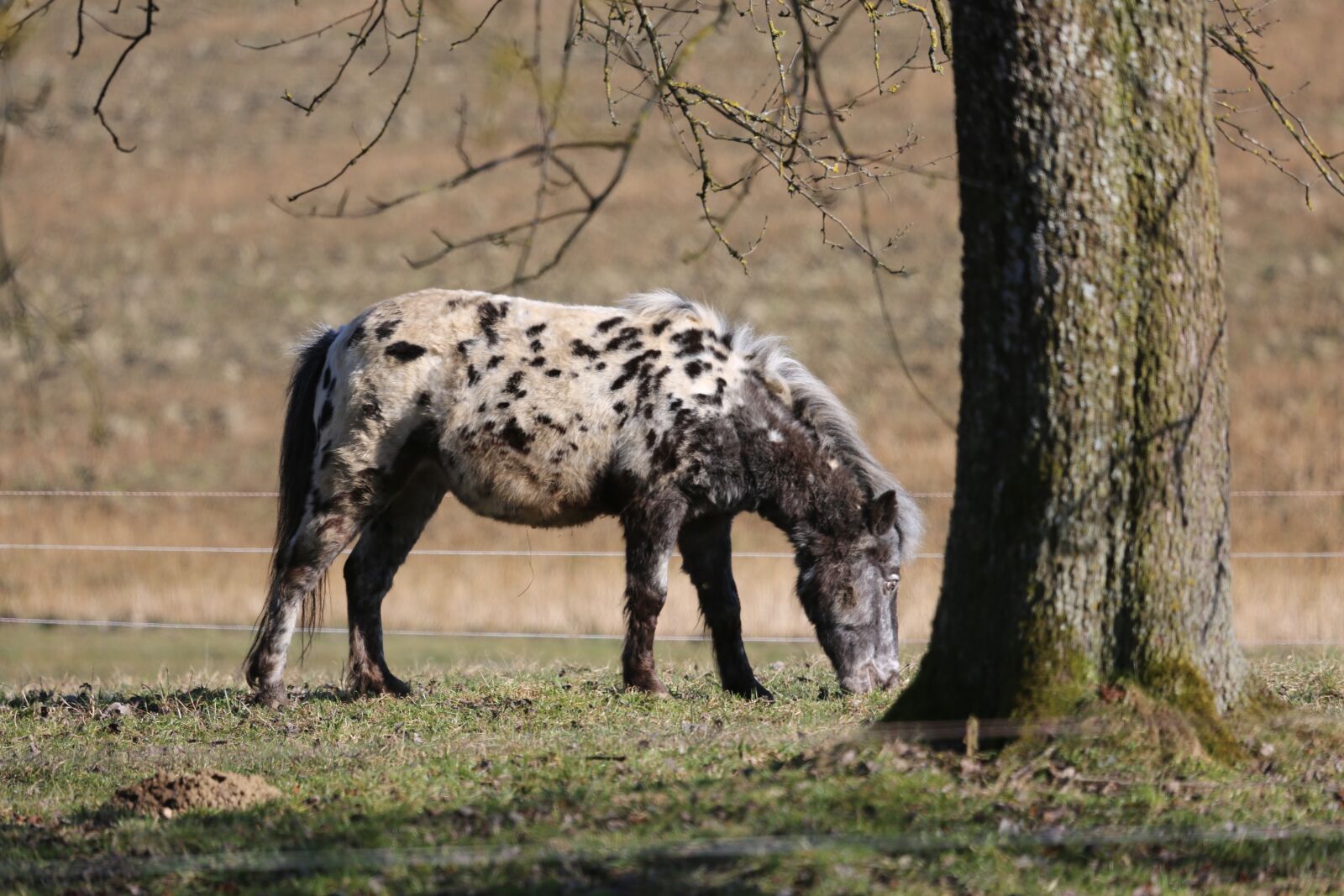 Canon EF 100-400mm F4.5-5.6L IS USM sample photo. Horse, animal, nature photography
