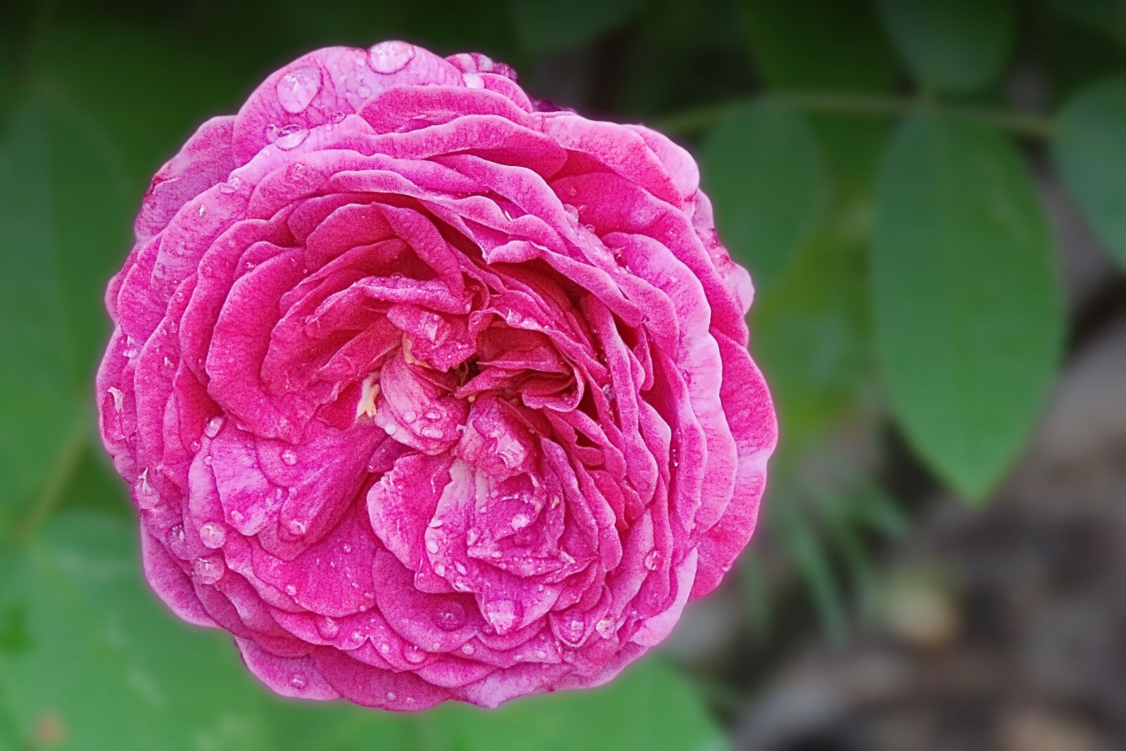 Nikon Coolpix P520 sample photo. Rose, drop of water photography