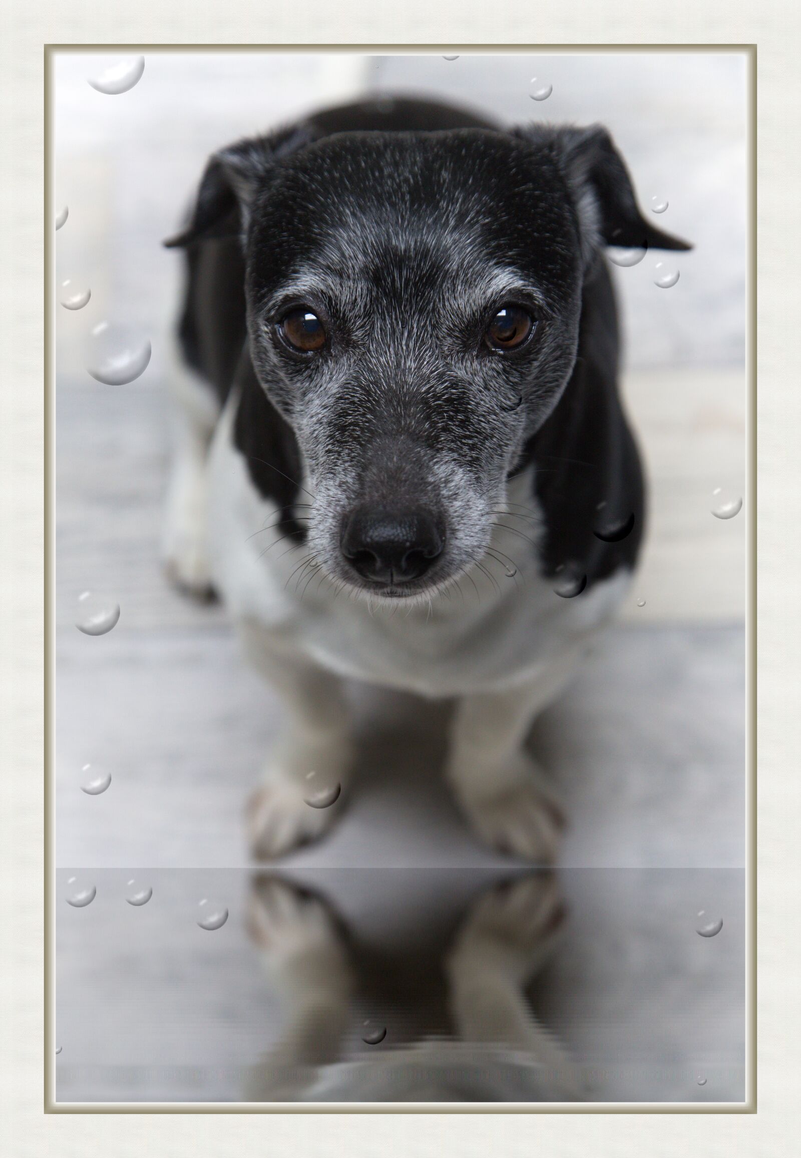 Canon EOS 6D + Canon EF 24-105mm F4L IS USM sample photo. Animal, bobble, pet photography