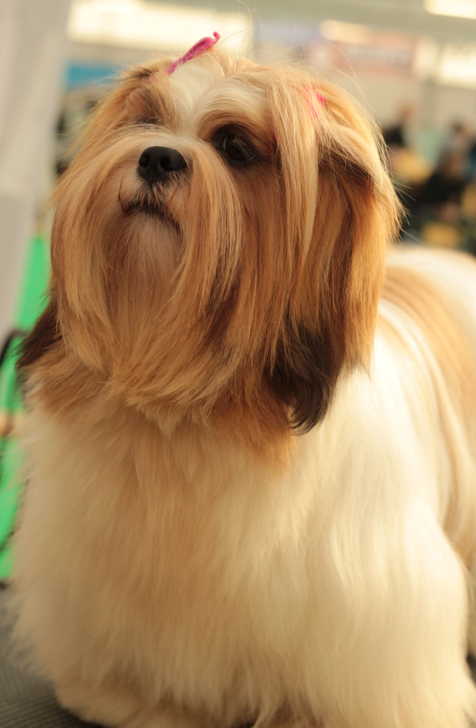 Canon EOS 600D (Rebel EOS T3i / EOS Kiss X5) + Canon EF 50mm F1.8 STM sample photo. Dogshow, dog, long-haired photography