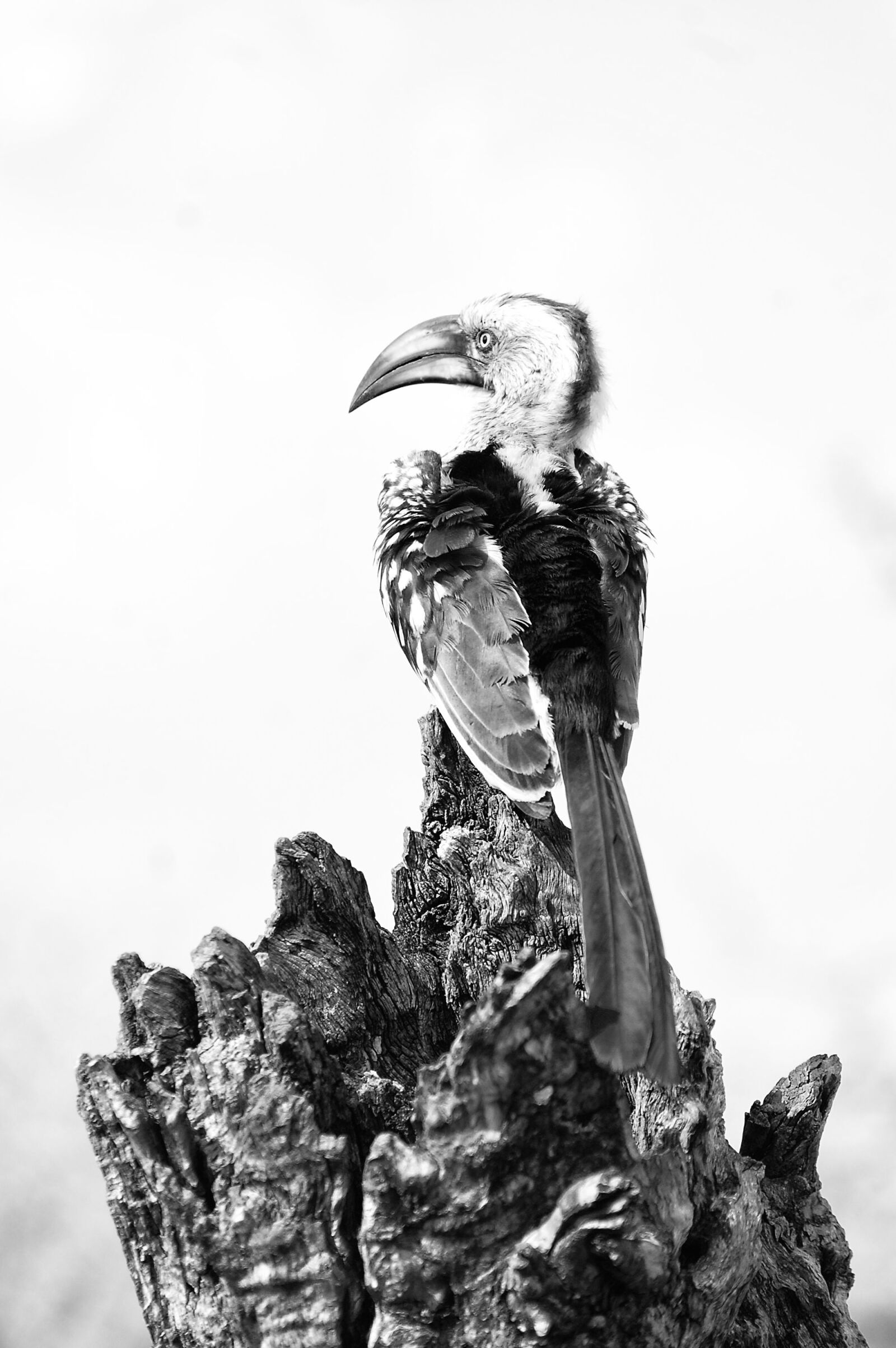 Nikon D40 sample photo. Bird, wildlife, nature photography