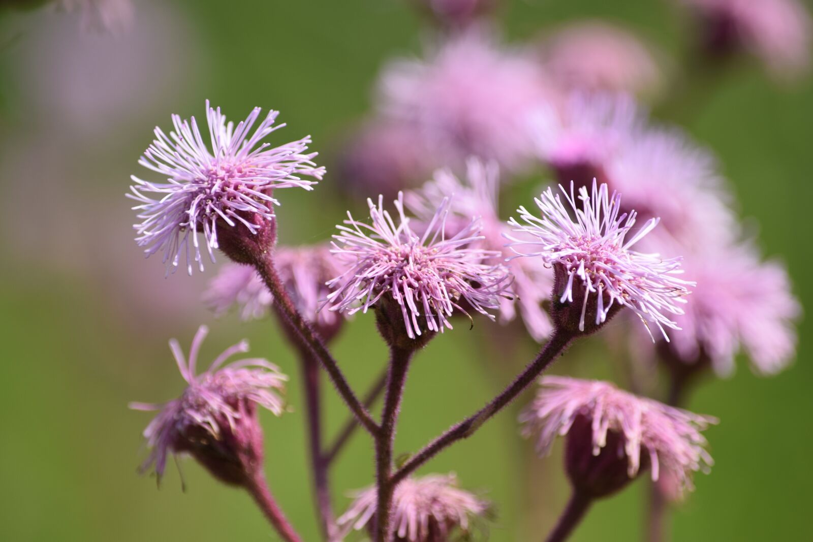 Nikon D5300 sample photo. Flower, desabrocar, spring photography