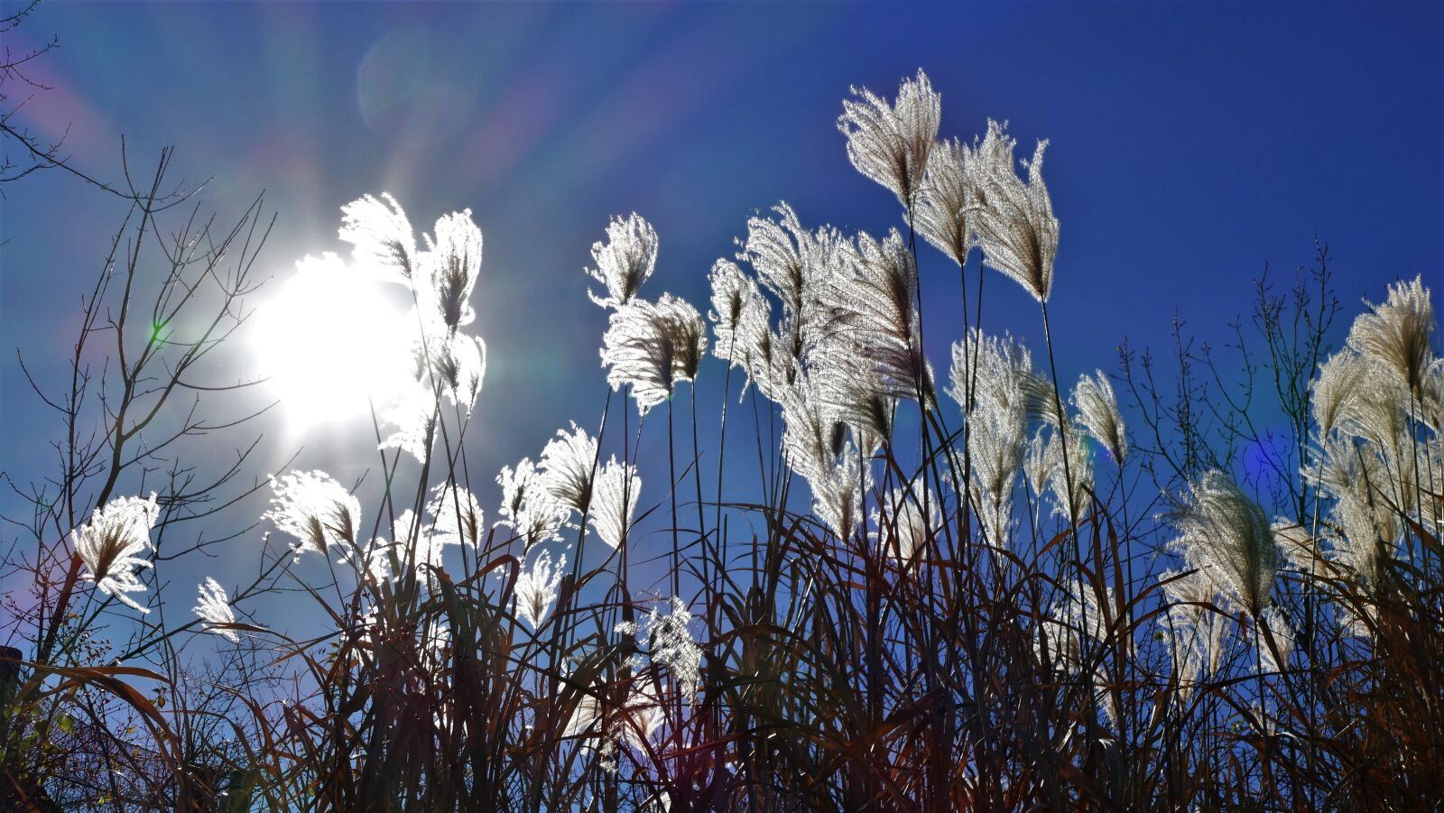 Panasonic Lumix DMC-FZ1000 sample photo. Sun, beams, sunbeams photography