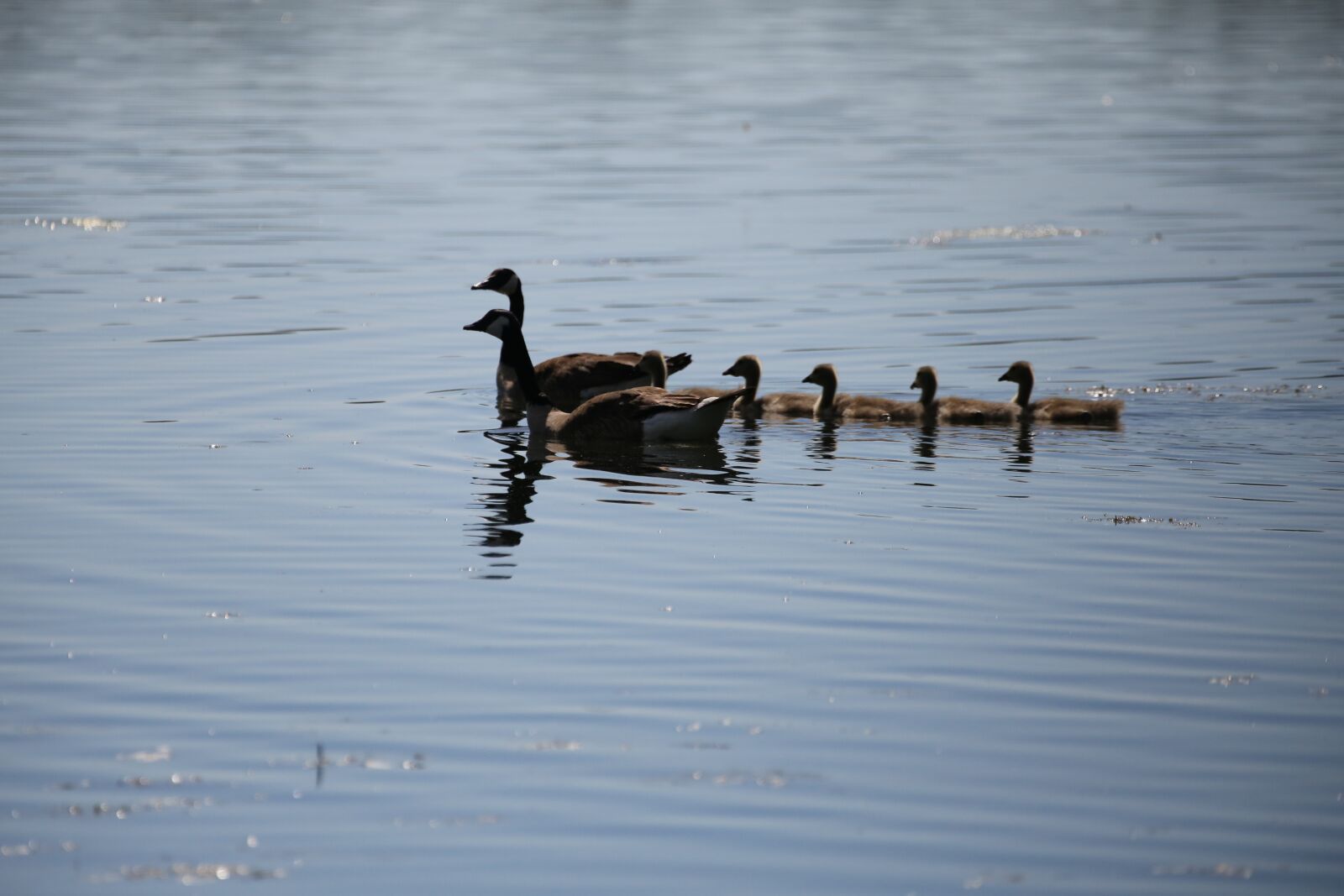 Canon EOS 6D + Canon EF 100-400mm F4.5-5.6L IS II USM sample photo. Family, goose, ge photography