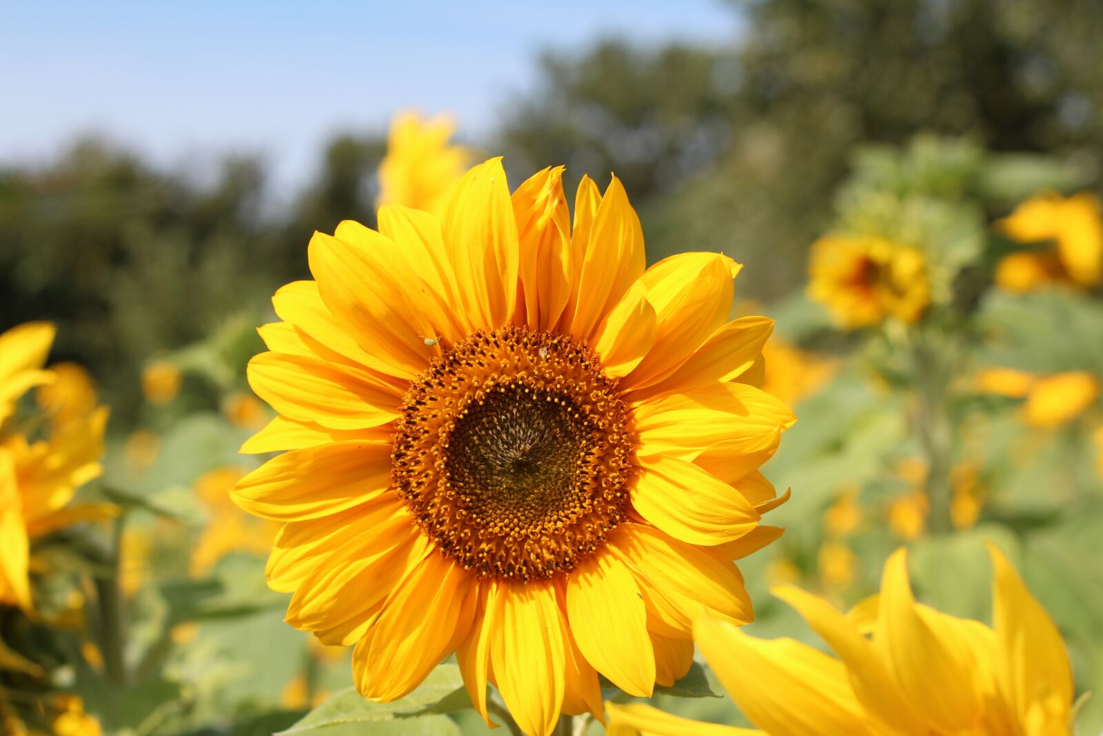 Canon EOS 600D (Rebel EOS T3i / EOS Kiss X5) + Canon EF 50mm F1.4 USM sample photo. Birthday bouquet, sunflower, sunflower photography
