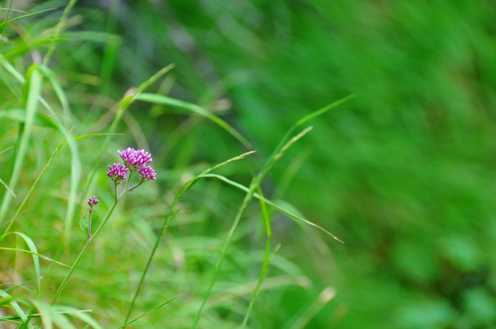 Nikon D90 sample photo. Green, nature, natural photography
