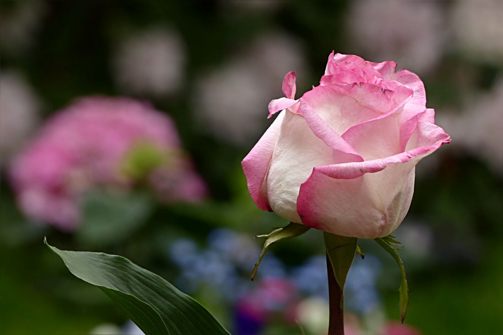Panasonic Lumix DMC-FZ200 sample photo. Flower, rose, pink photography