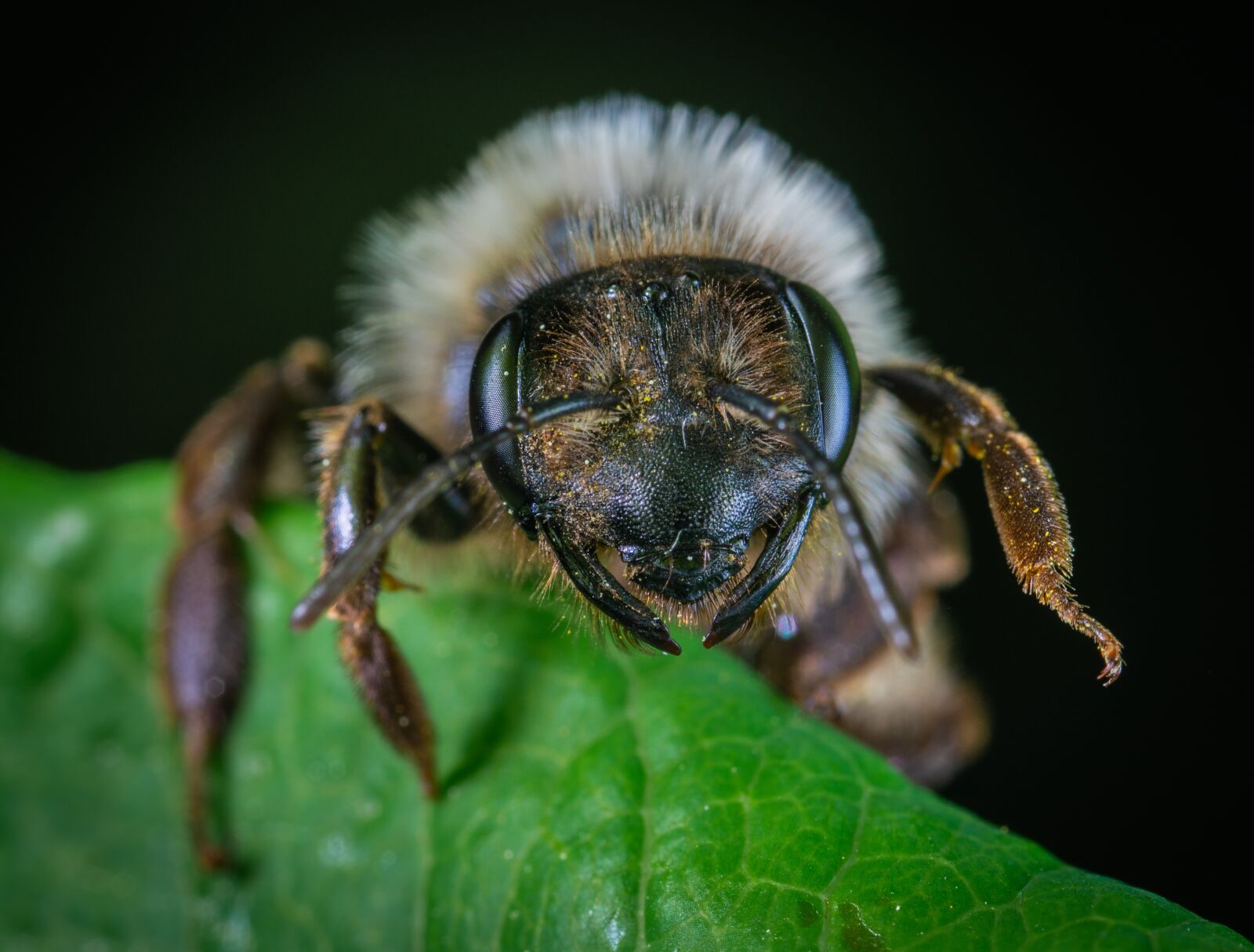Sony a7R II sample photo. Bee, macro, insect photography