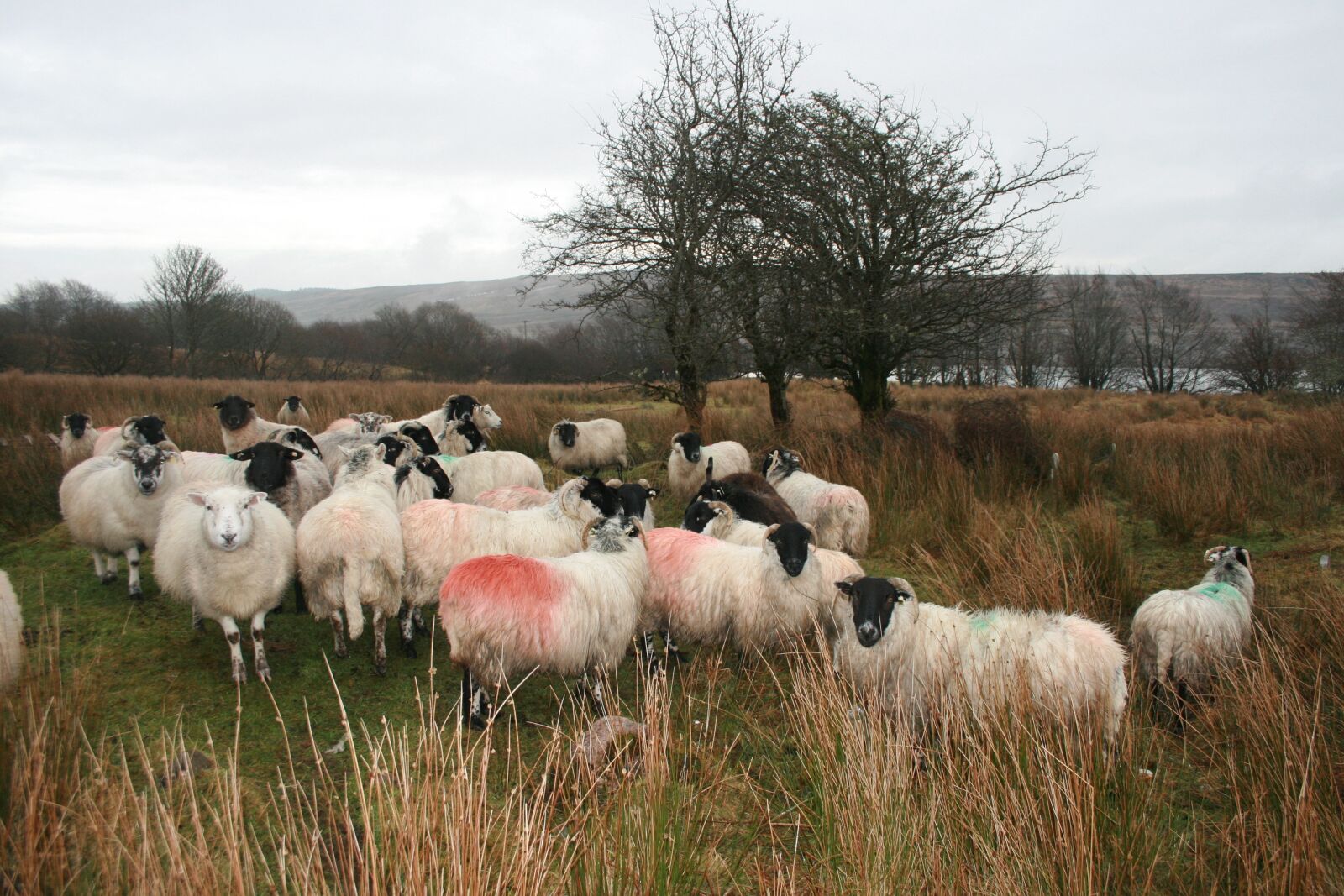 Canon EOS 400D (EOS Digital Rebel XTi / EOS Kiss Digital X) sample photo. Sheep, ireland, donegal photography