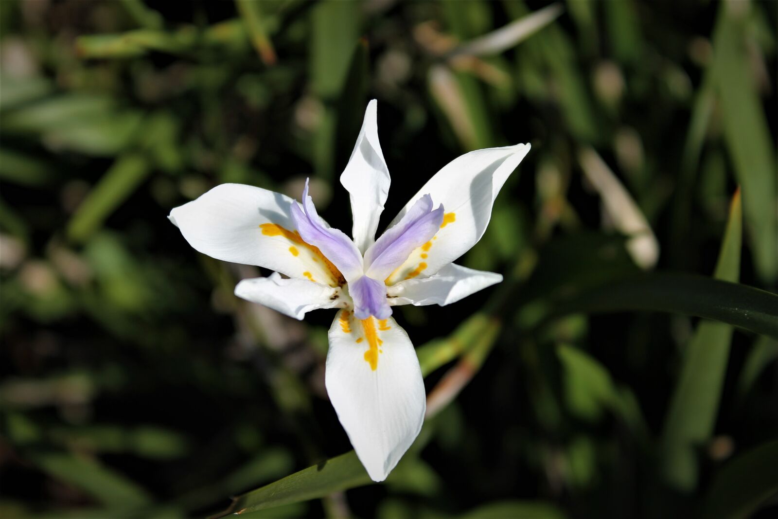 Canon EOS 1100D (EOS Rebel T3 / EOS Kiss X50) sample photo. Flower, white flower, vegetation photography