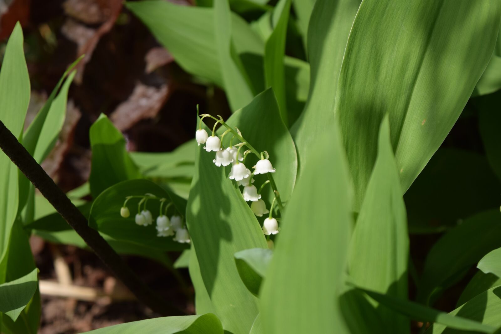 Nikon D3300 sample photo. Lily of the valley photography