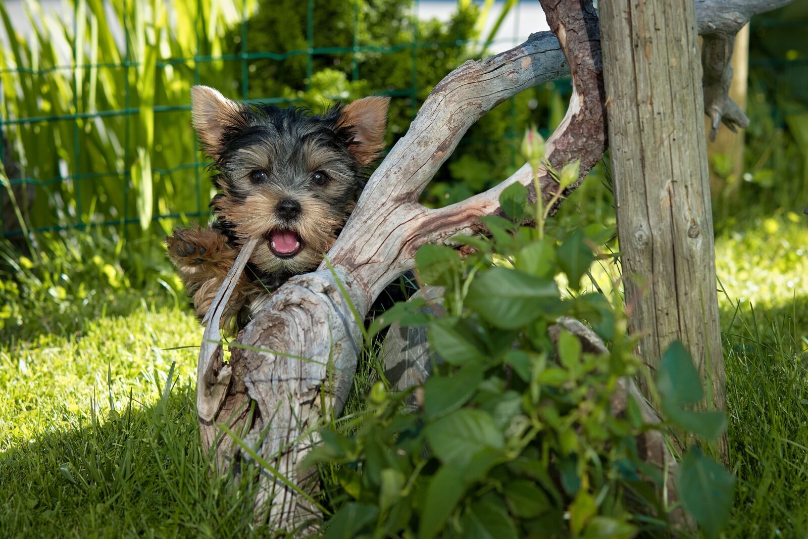 Nikon D7100 sample photo. Dog, puppy, yorkshire terrier photography