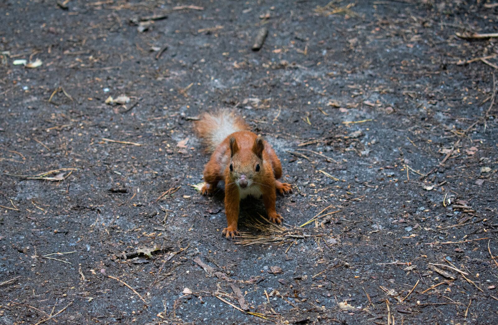Nikon D3400 sample photo. Squirrel, nature, animals photography