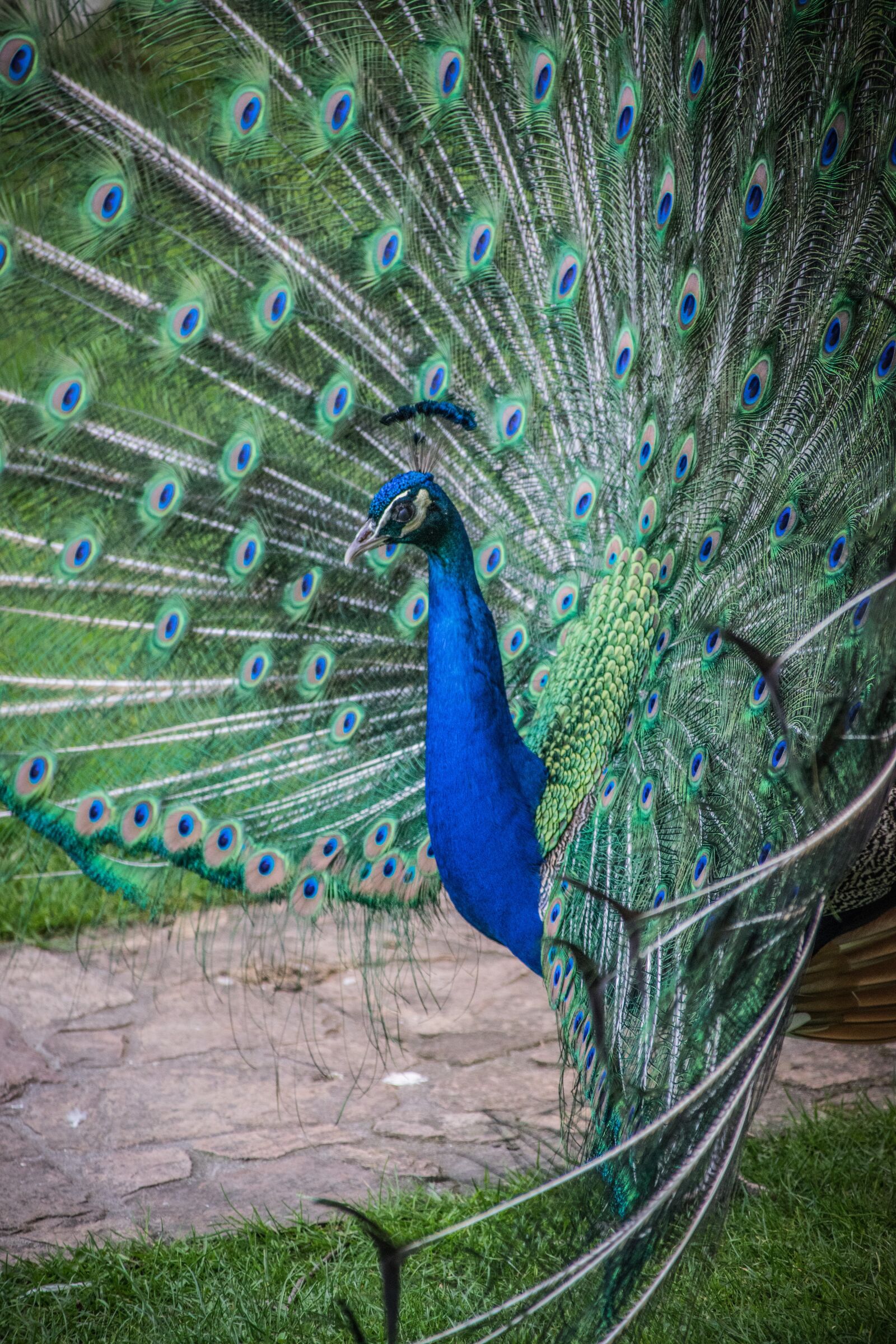Nikon D5300 sample photo. Peacock, beauty, bird photography