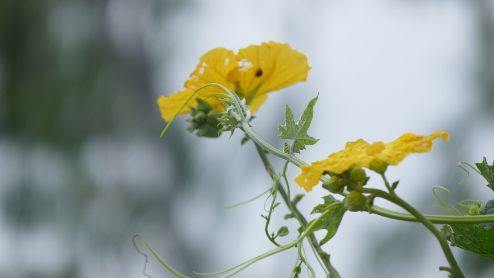 Panasonic Lumix DMC-FZ1000 sample photo. Wildflowers, flowers, nature photography