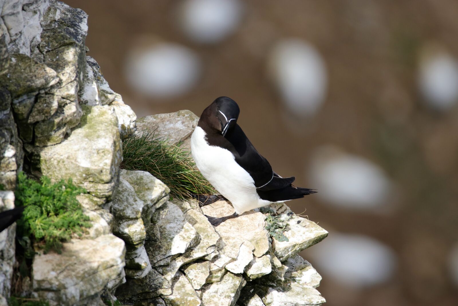 Canon EOS 80D sample photo. Razorbill, bird, wildlife photography