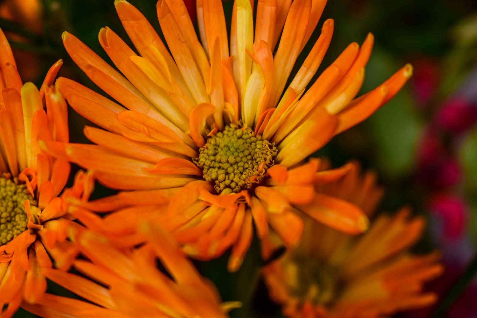 Nikon D3400 sample photo. Flower, nature, plant photography