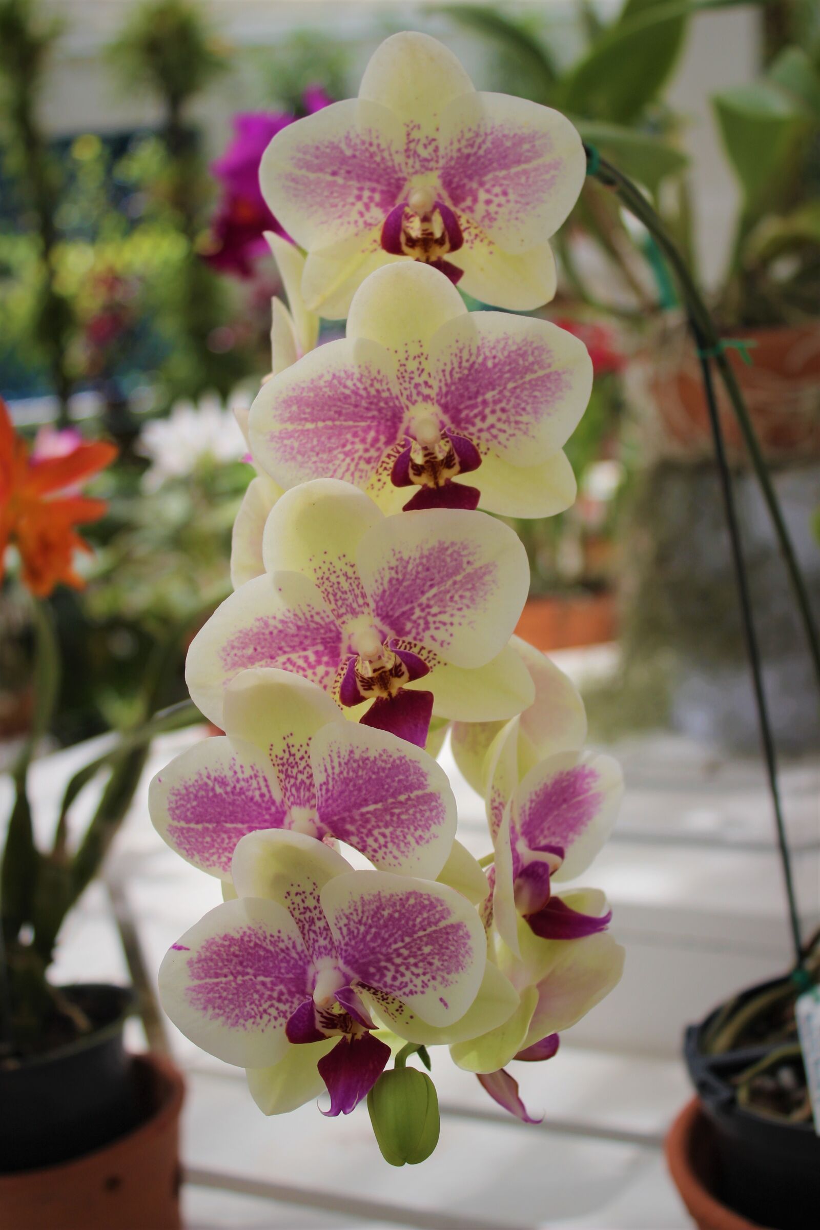 Canon EOS 600D (Rebel EOS T3i / EOS Kiss X5) sample photo. Flower, plant, tropical photography