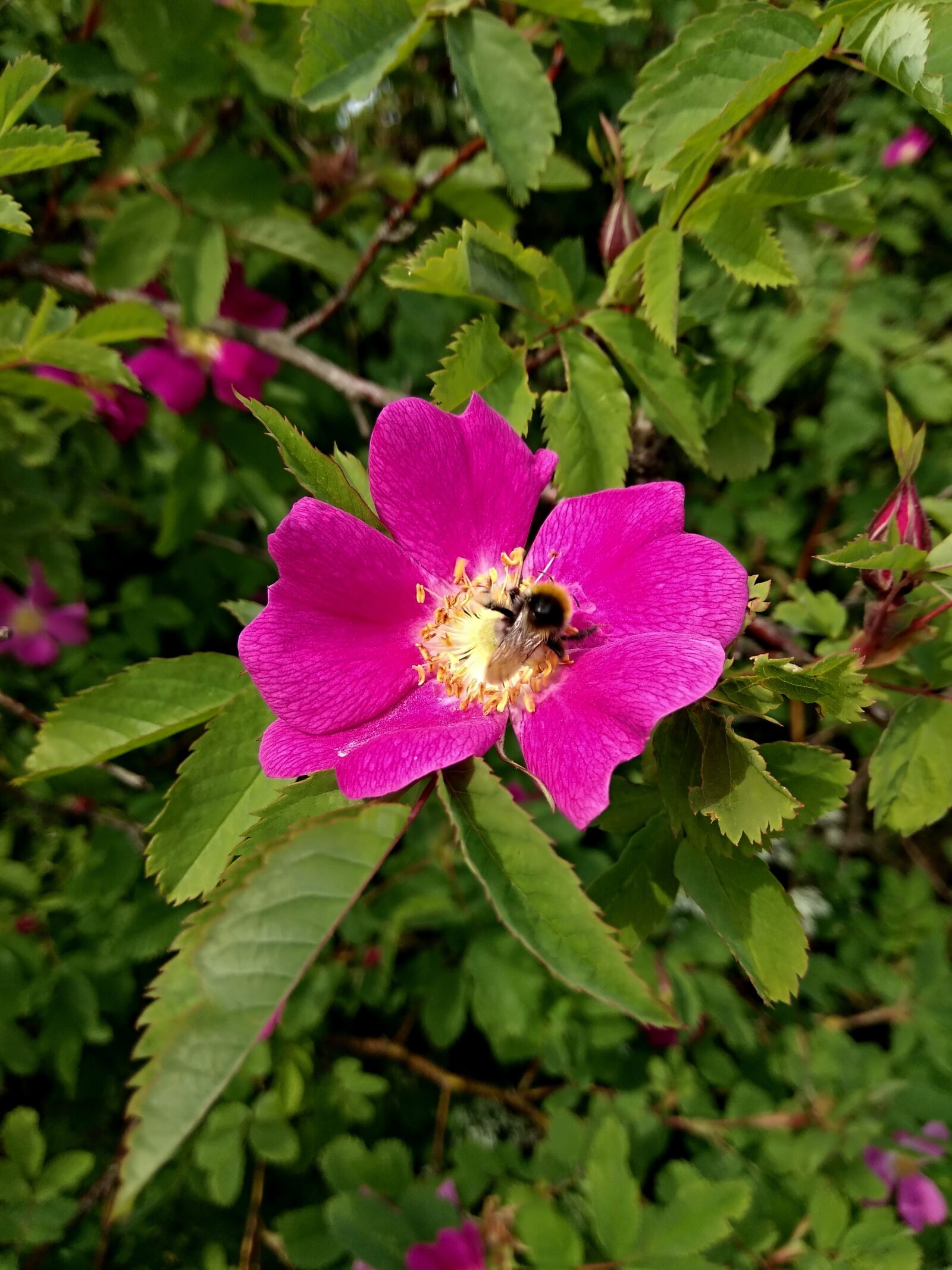 Xiaomi Redmi Note 4 sample photo. Rose hip, flower, plant photography