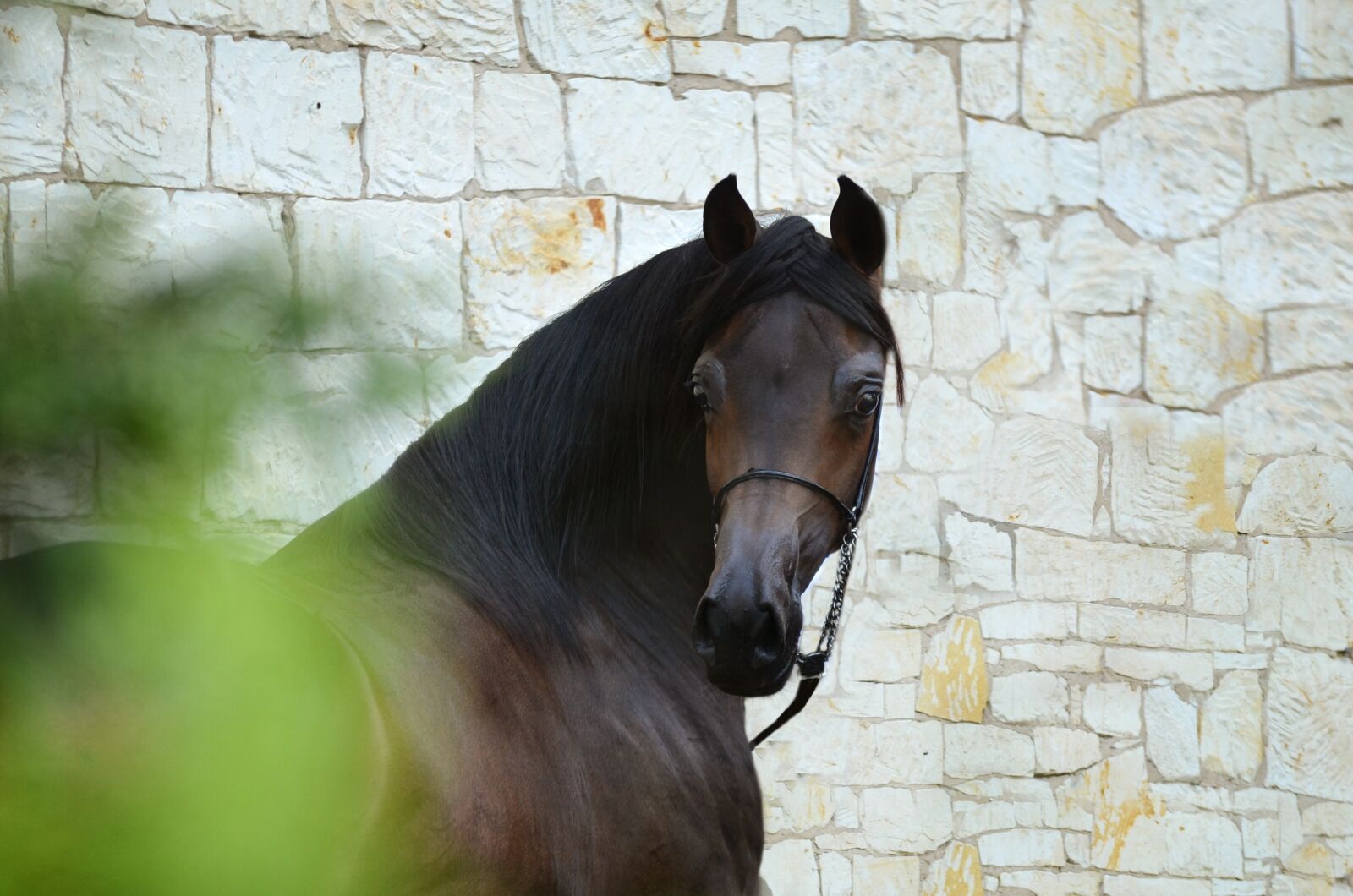Nikon D5100 sample photo. Horse, equine, head photography