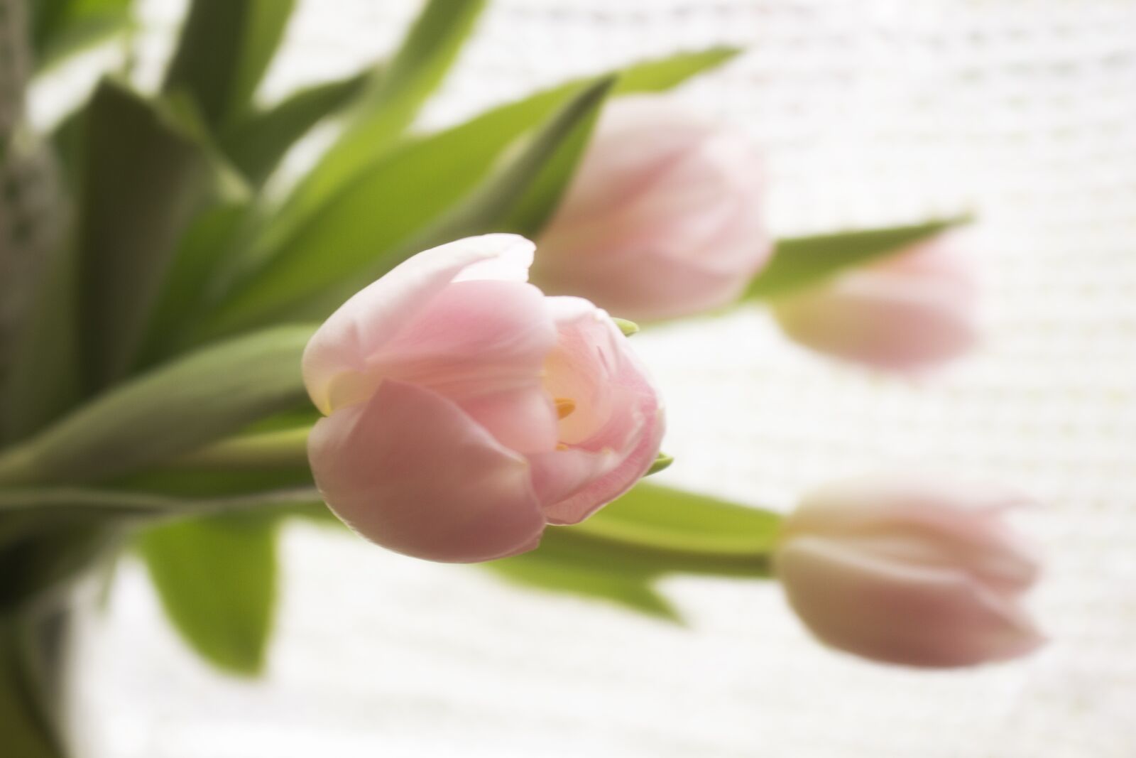 Canon EOS 700D (EOS Rebel T5i / EOS Kiss X7i) sample photo. Tulip, roses, bouquet photography