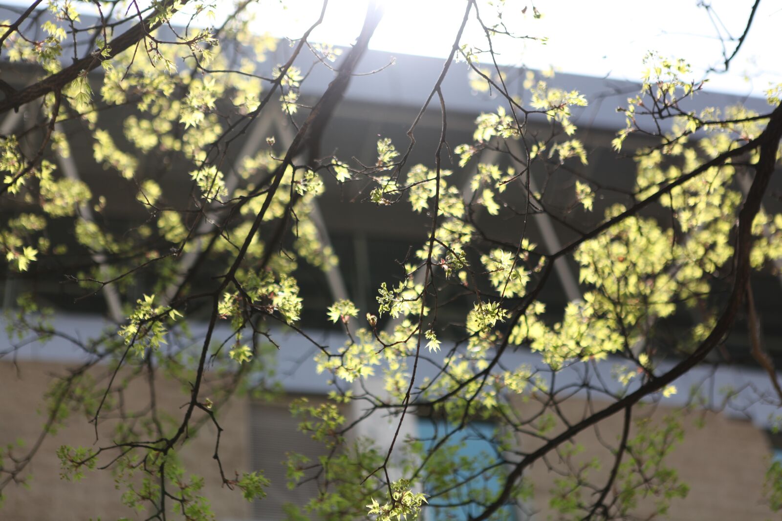 Canon EOS 5D Mark II sample photo. Maple, beijing, the national photography