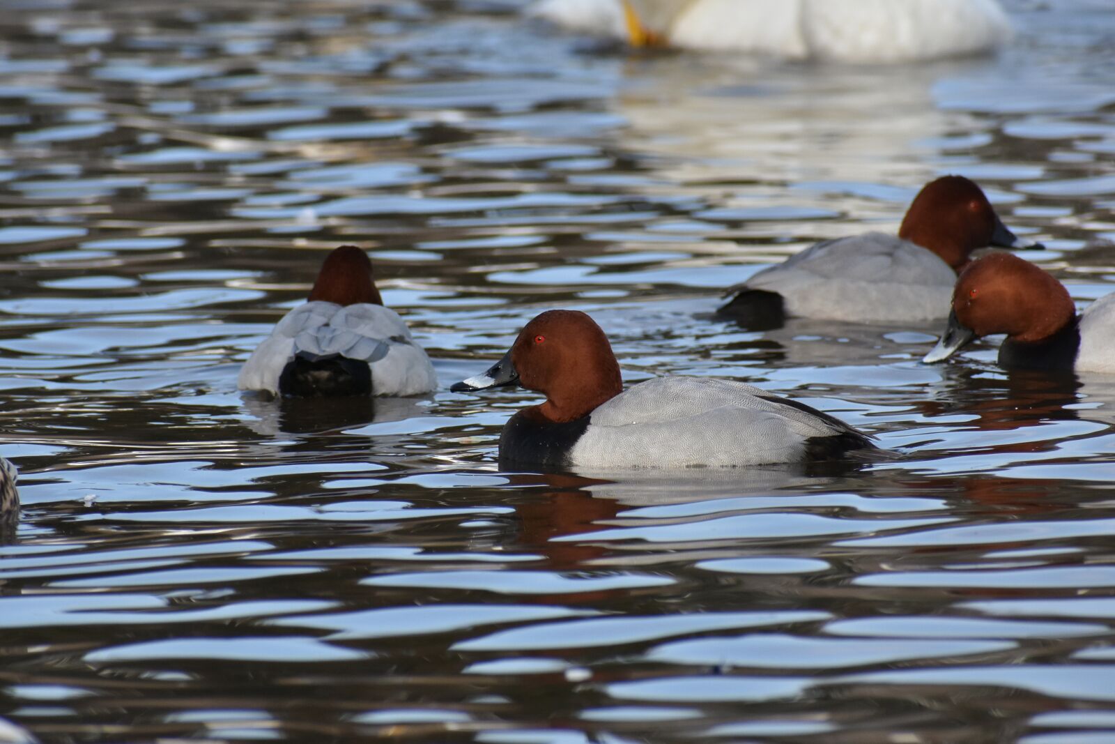 Nikon D7200 sample photo. Animal, lake, waterside photography