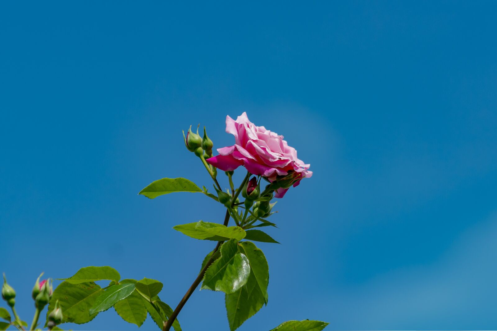 Canon EF75-300mm f/4-5.6 sample photo. Rose, bush, brian photography