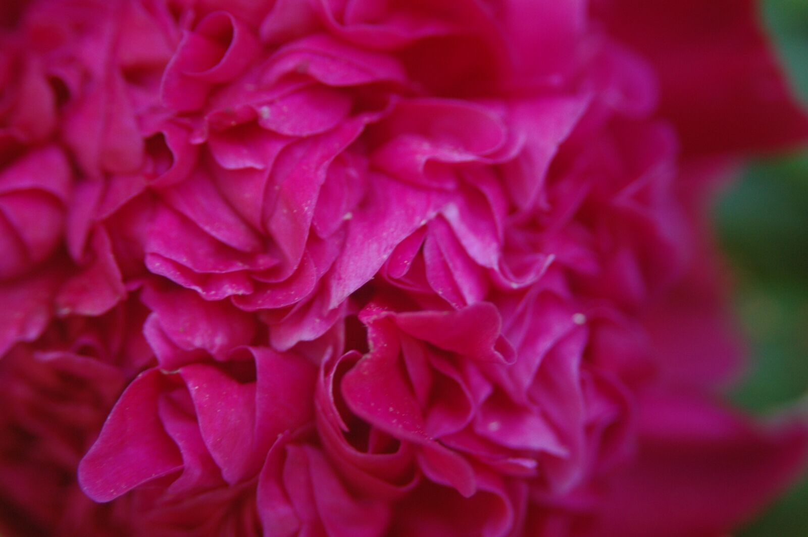 Nikon D70 sample photo. Red, flower, close up photography