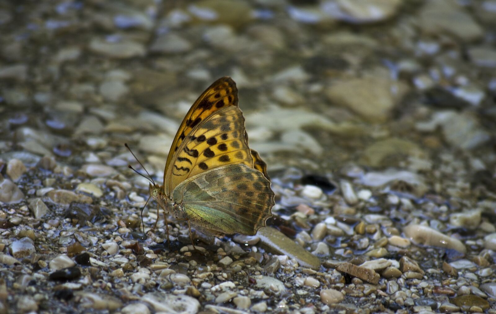 Nikon D5100 sample photo. Butterfly, river, beautiful photography