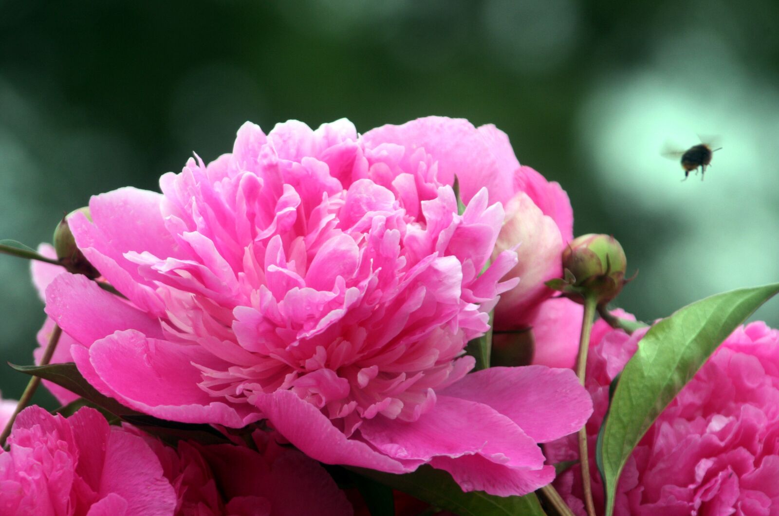 Canon EOS 350D (EOS Digital Rebel XT / EOS Kiss Digital N) sample photo. Flower, peony, pink photography