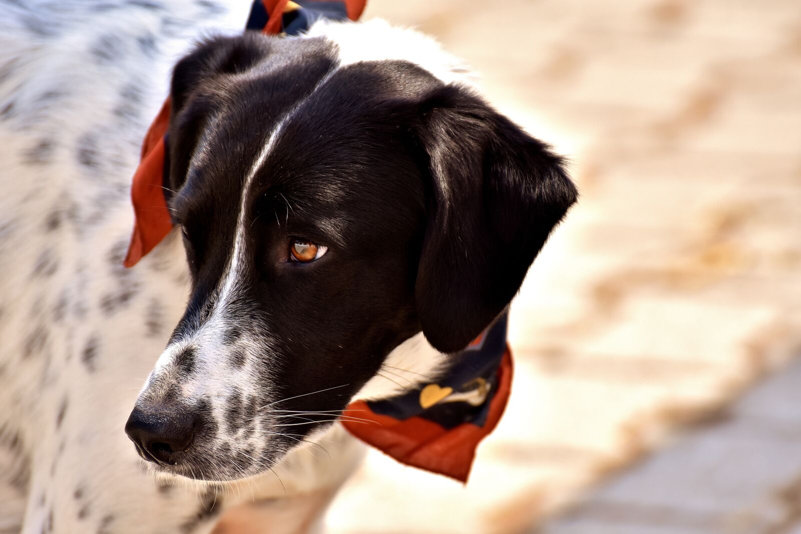 Nikon D7200 sample photo. Dog, animal, view photography