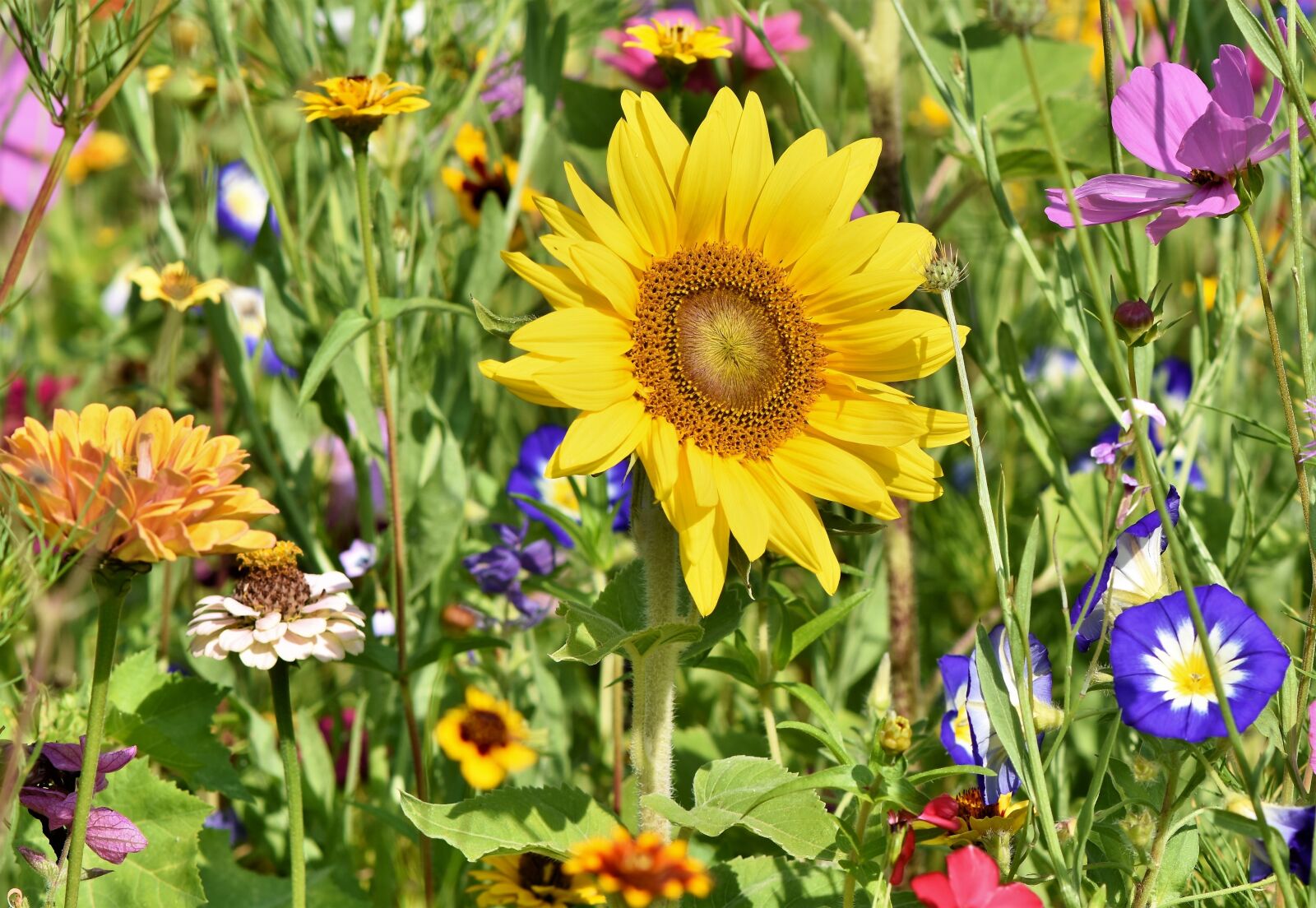 Nikon D7200 sample photo. Sunflower, flowers, flower bed photography