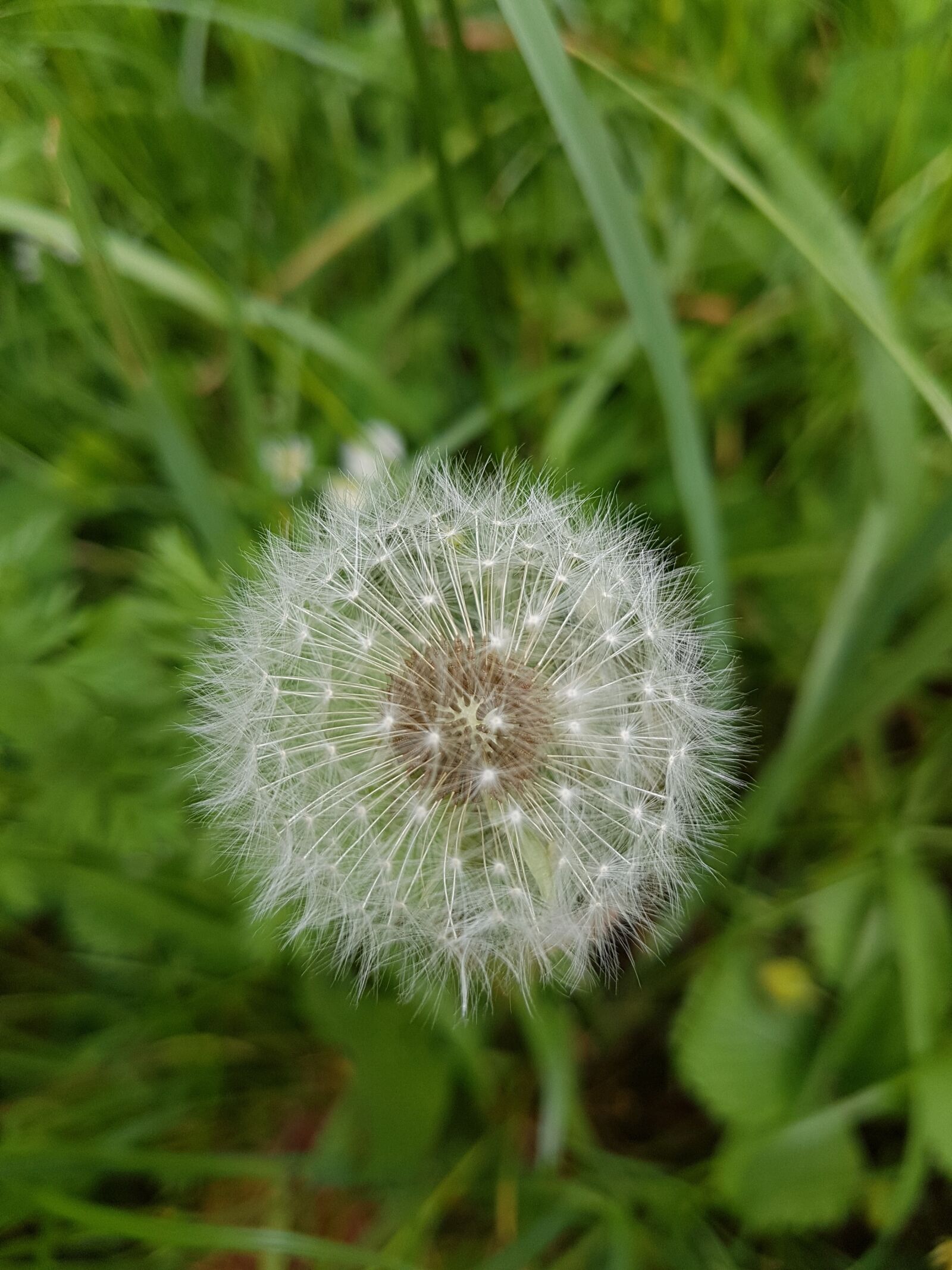 Samsung Galaxy S7 sample photo. Nature, plant, dandelion photography