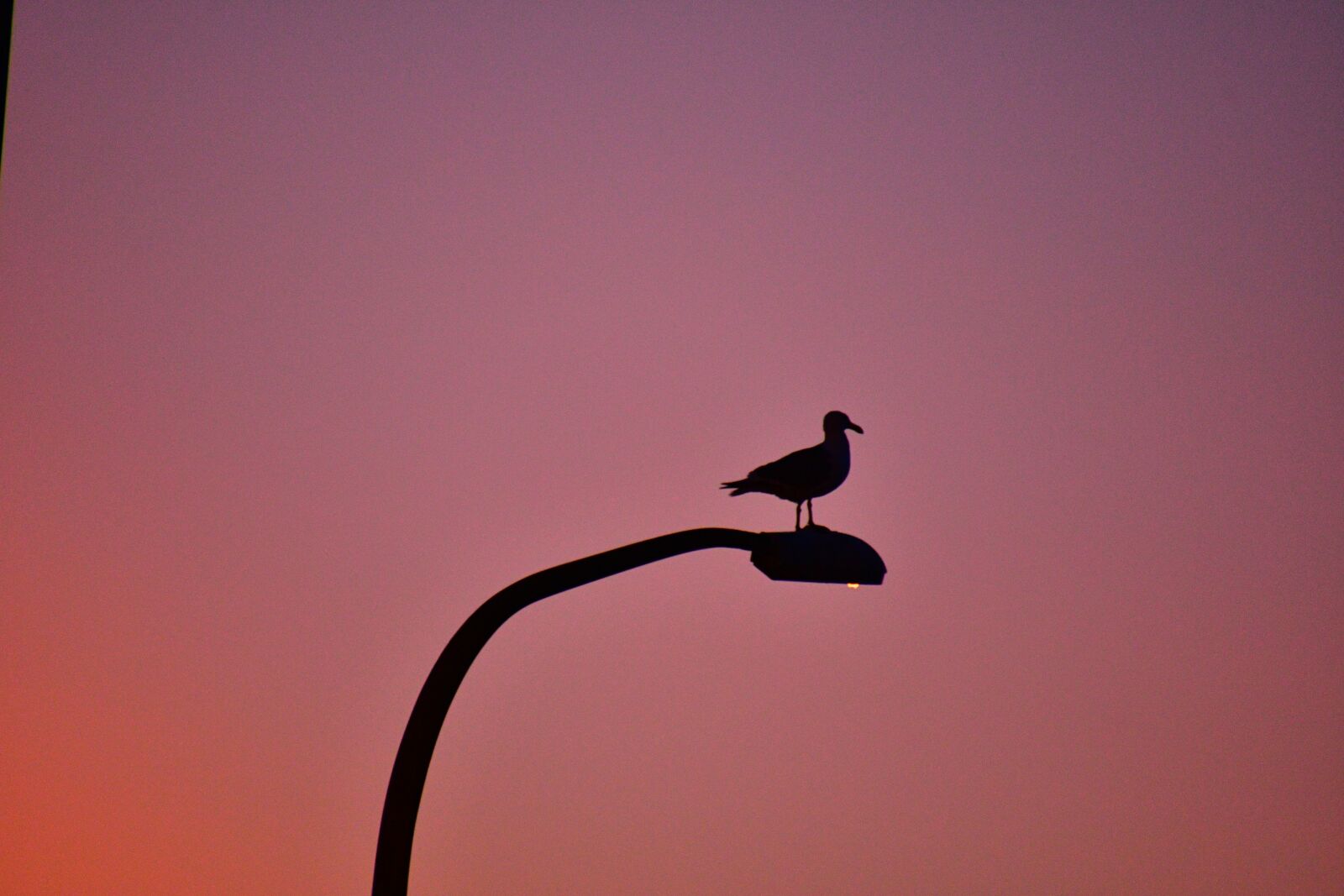 Nikon D7500 sample photo. Seagull at dawn, bird photography