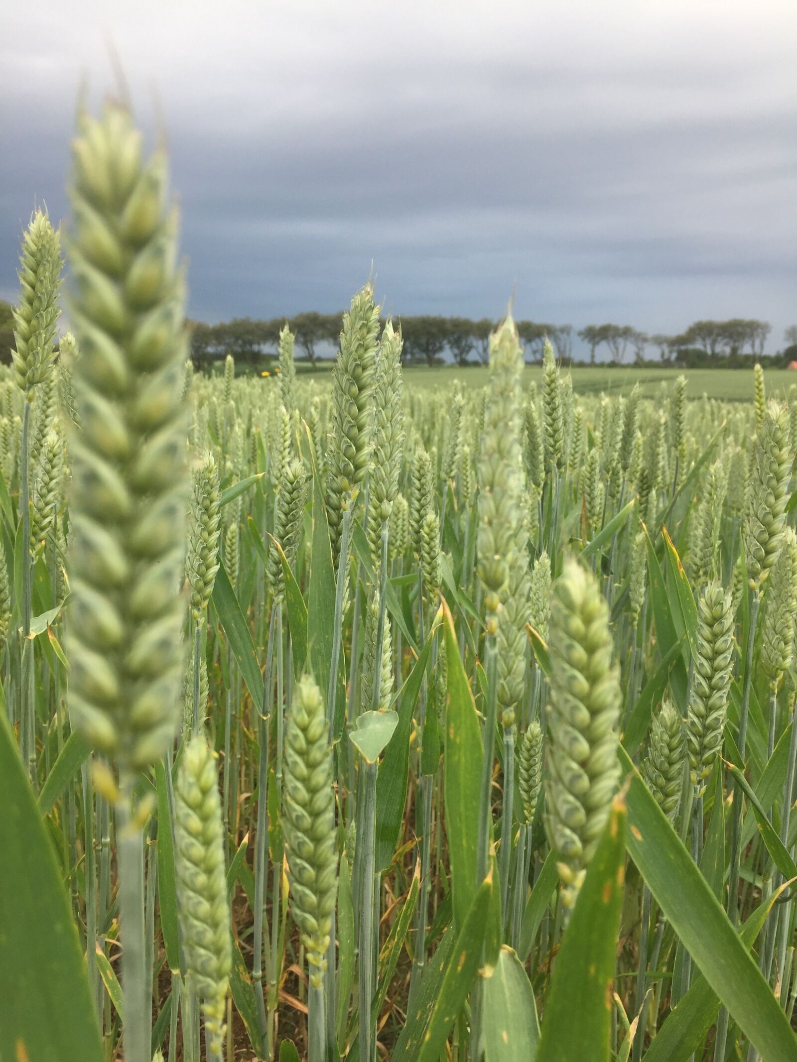 iPhone 6 back camera 4.15mm f/2.2 sample photo. Field, corn, country photography