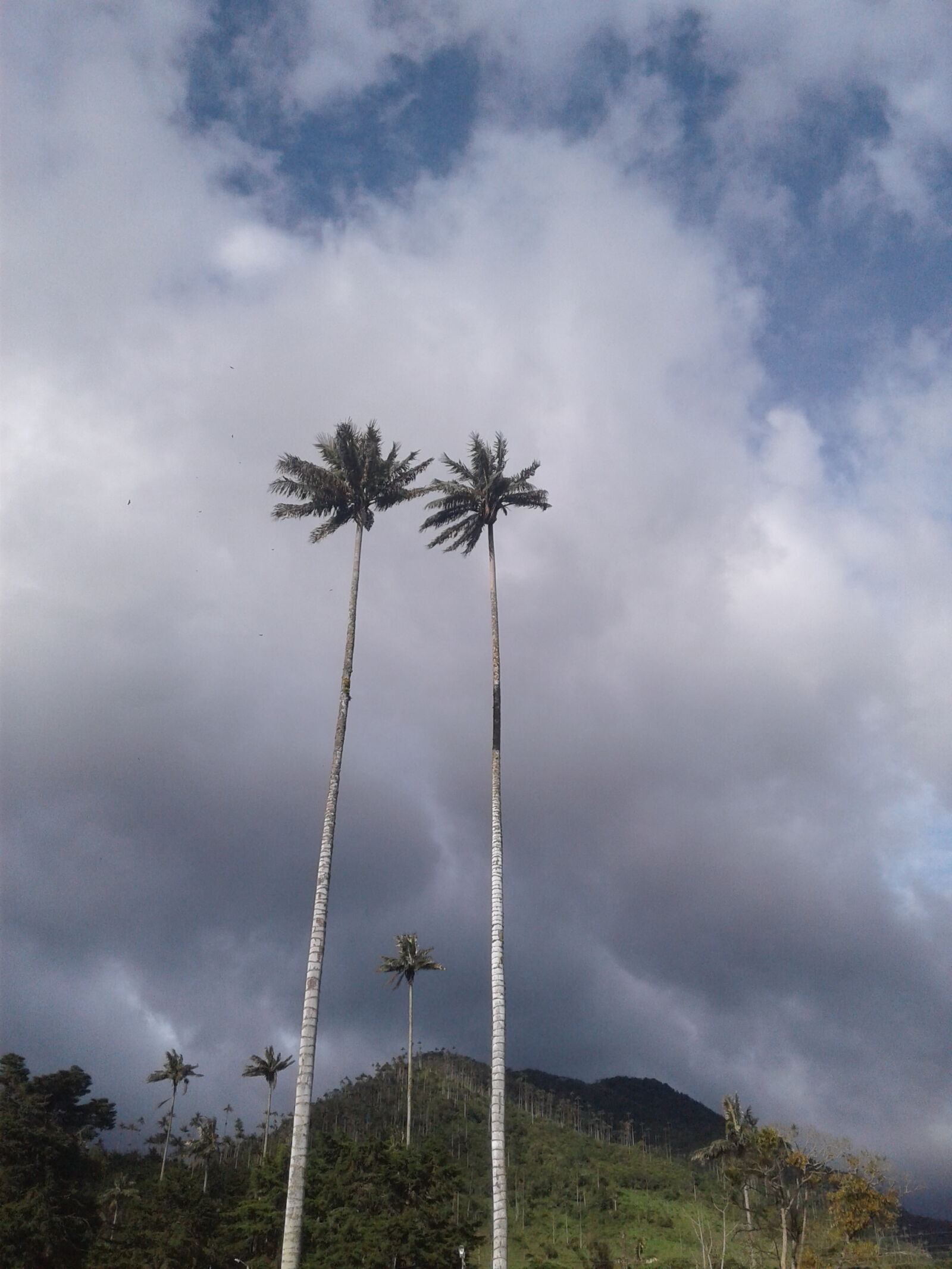 Samsung Galaxy J1 sample photo. Palm, trees photography