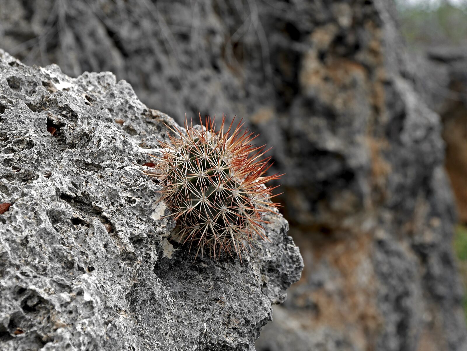 Panasonic Lumix DMC-G7 sample photo. Cactus, nature, cactus flowers photography