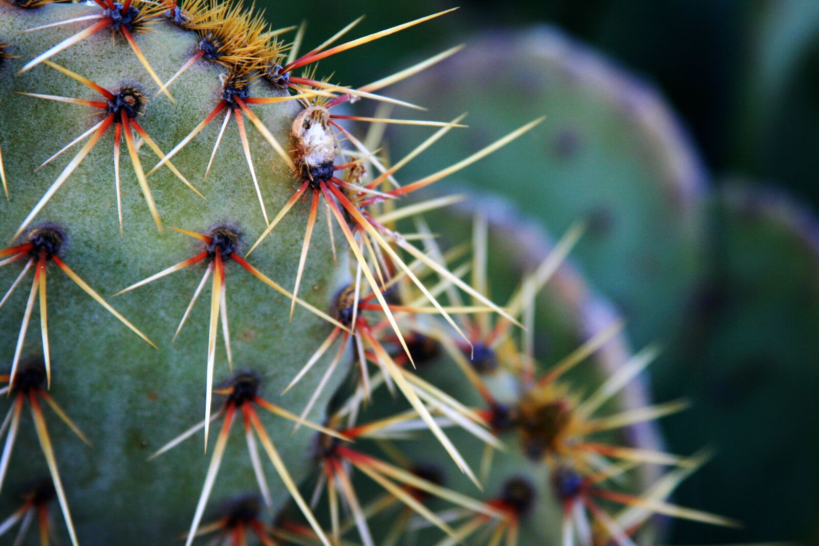 Canon EOS 400D (EOS Digital Rebel XTi / EOS Kiss Digital X) sample photo. Cactus, cacti, desert photography