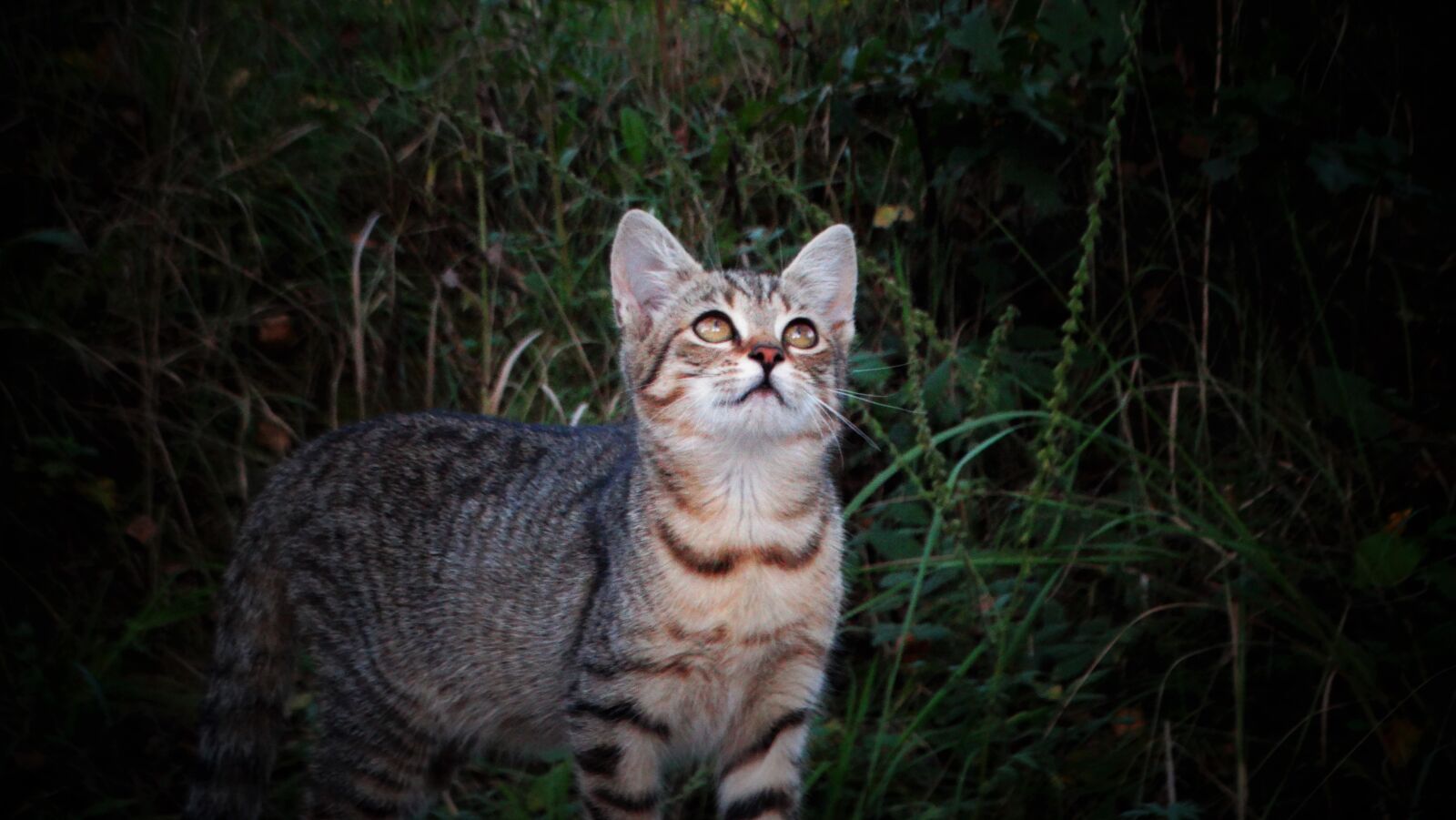 Sony Cyber-shot DSC-HX300 sample photo. Cat, kitten, animal photography