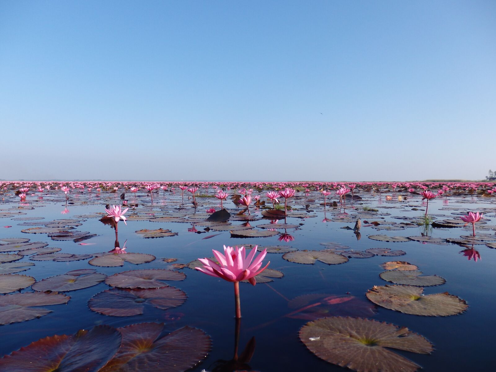 Olympus SH-50 sample photo. Red lotus lake, thailand photography
