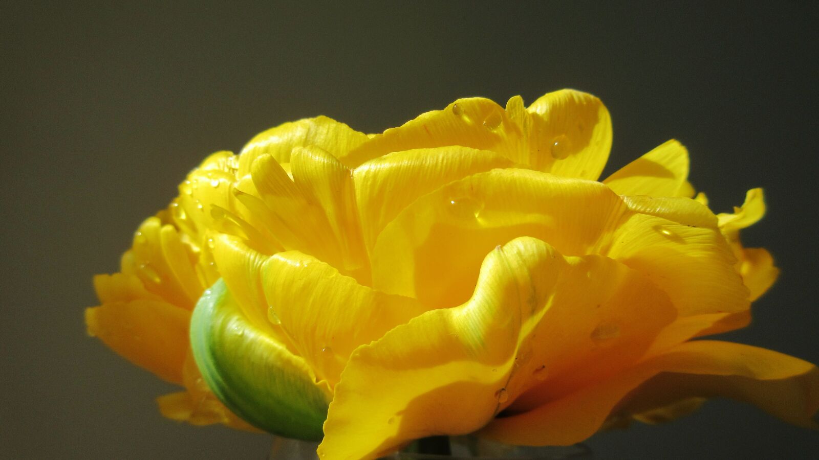 Canon PowerShot ELPH 340 HS (IXUS 265 HS / IXY 630) sample photo. Yellow flower, tulip, closeup photography