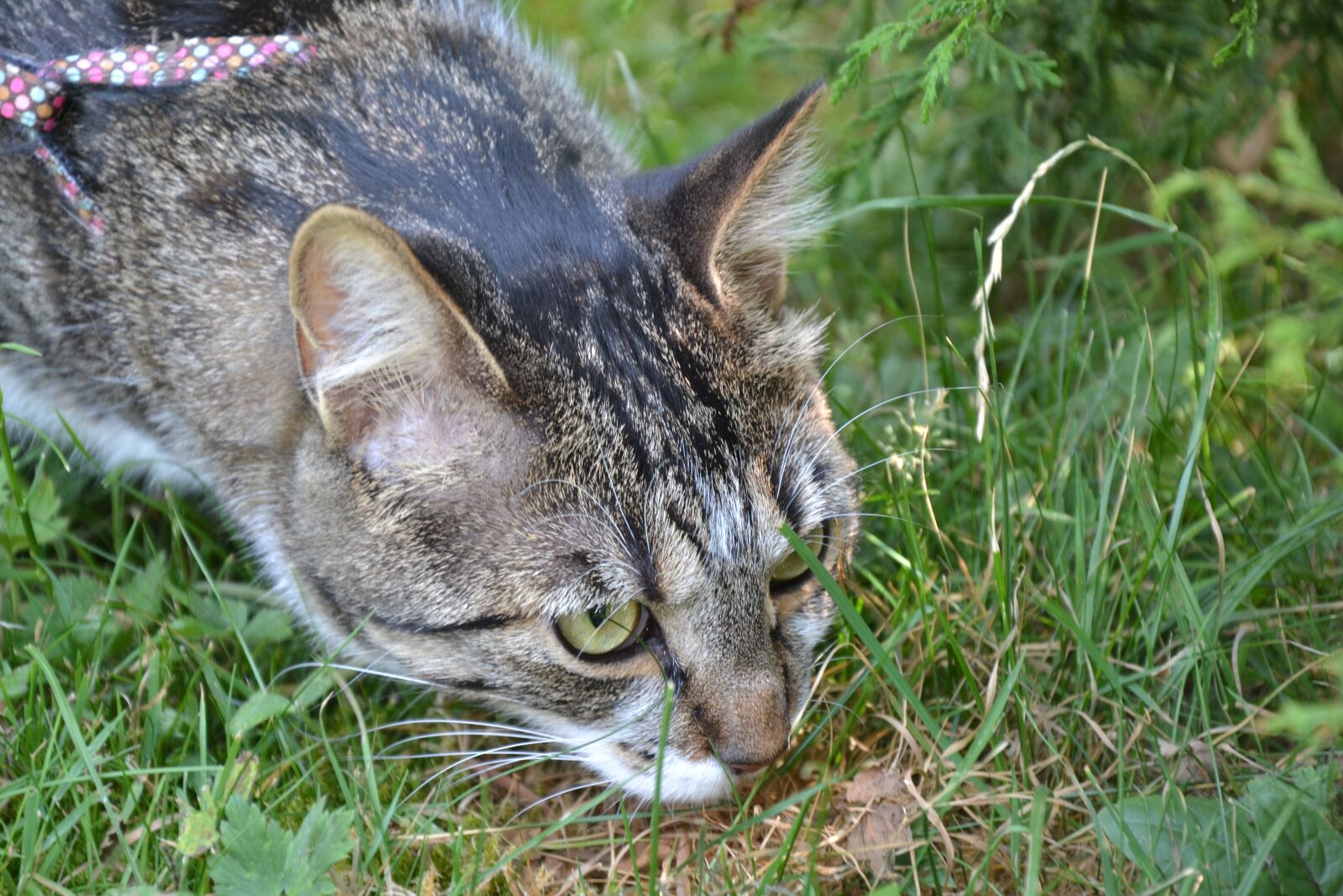 Nikon D3100 sample photo. Cat, hunting, lurking photography