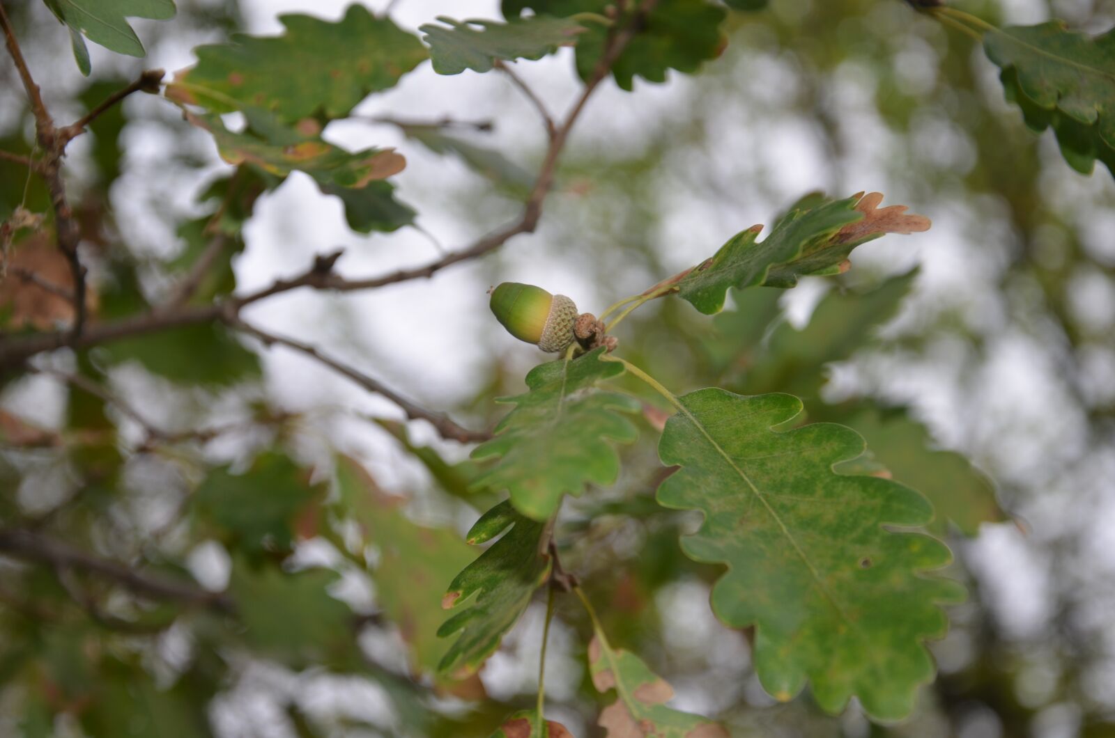 Nikon D7000 sample photo. Oak, tree, acorn photography