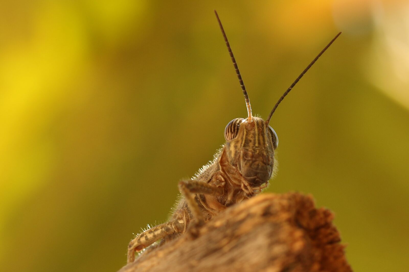 Canon EF 100mm F2.8L Macro IS USM sample photo. Insect, grasshopper, macro photography