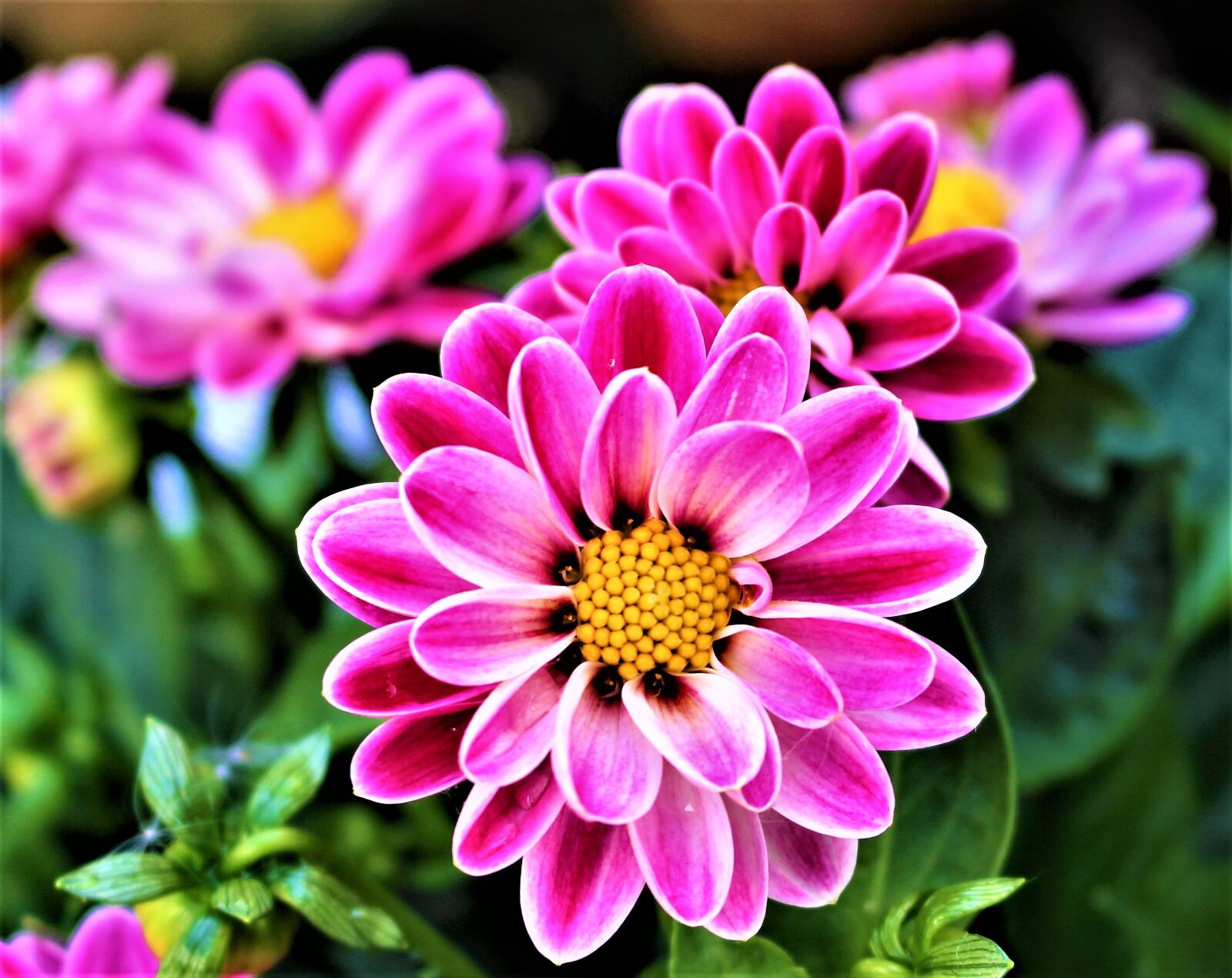 Canon EOS 700D (EOS Rebel T5i / EOS Kiss X7i) sample photo. Flowers, petal, flowering photography